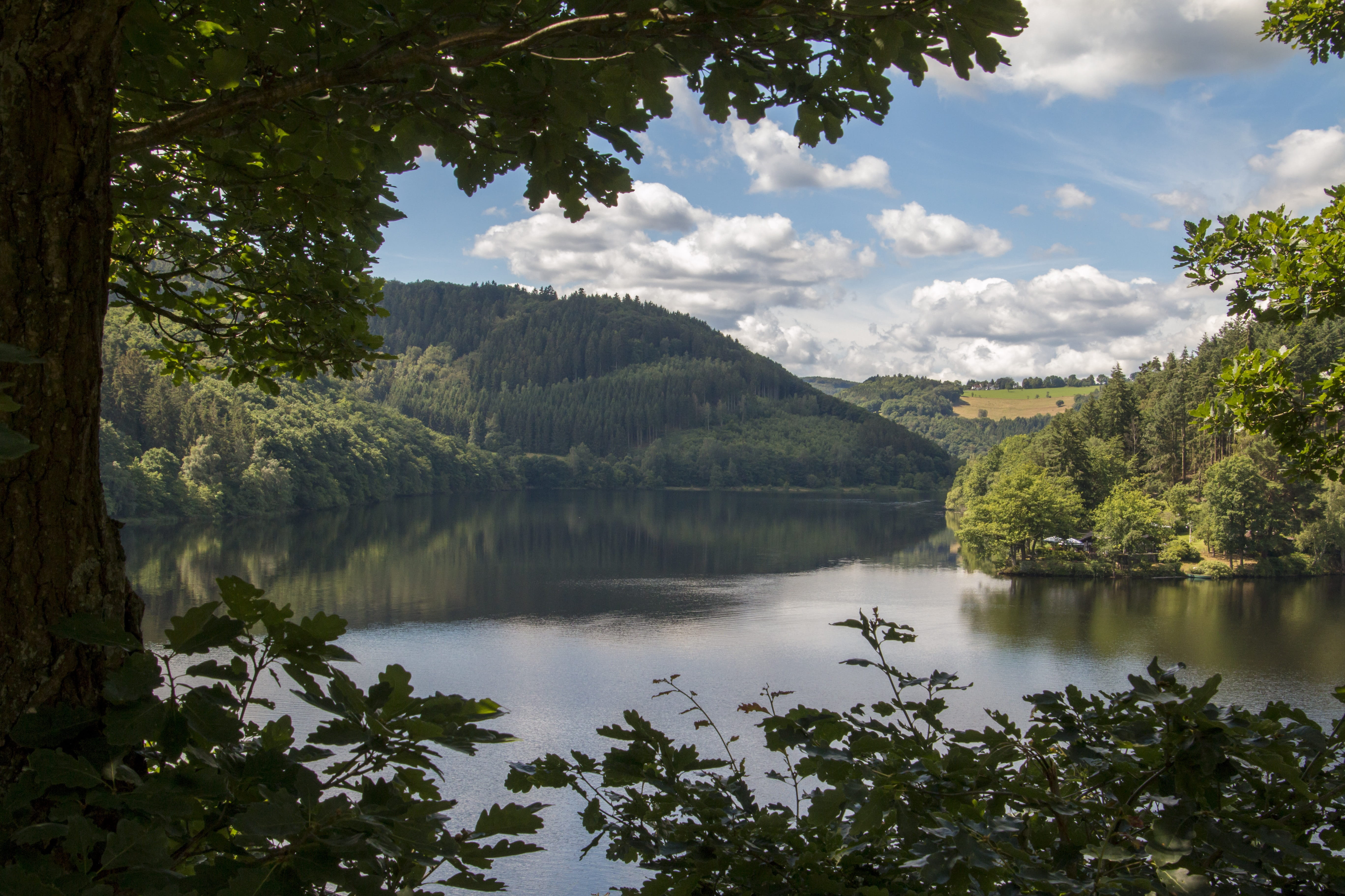 plant, growth, photos pictures, idyllic, hill, spring, tree, nature, outdoors, sky, cloud - sky, eifel, lake, reflection, scenics - nature, hiking, haunting, HD Wallpaper