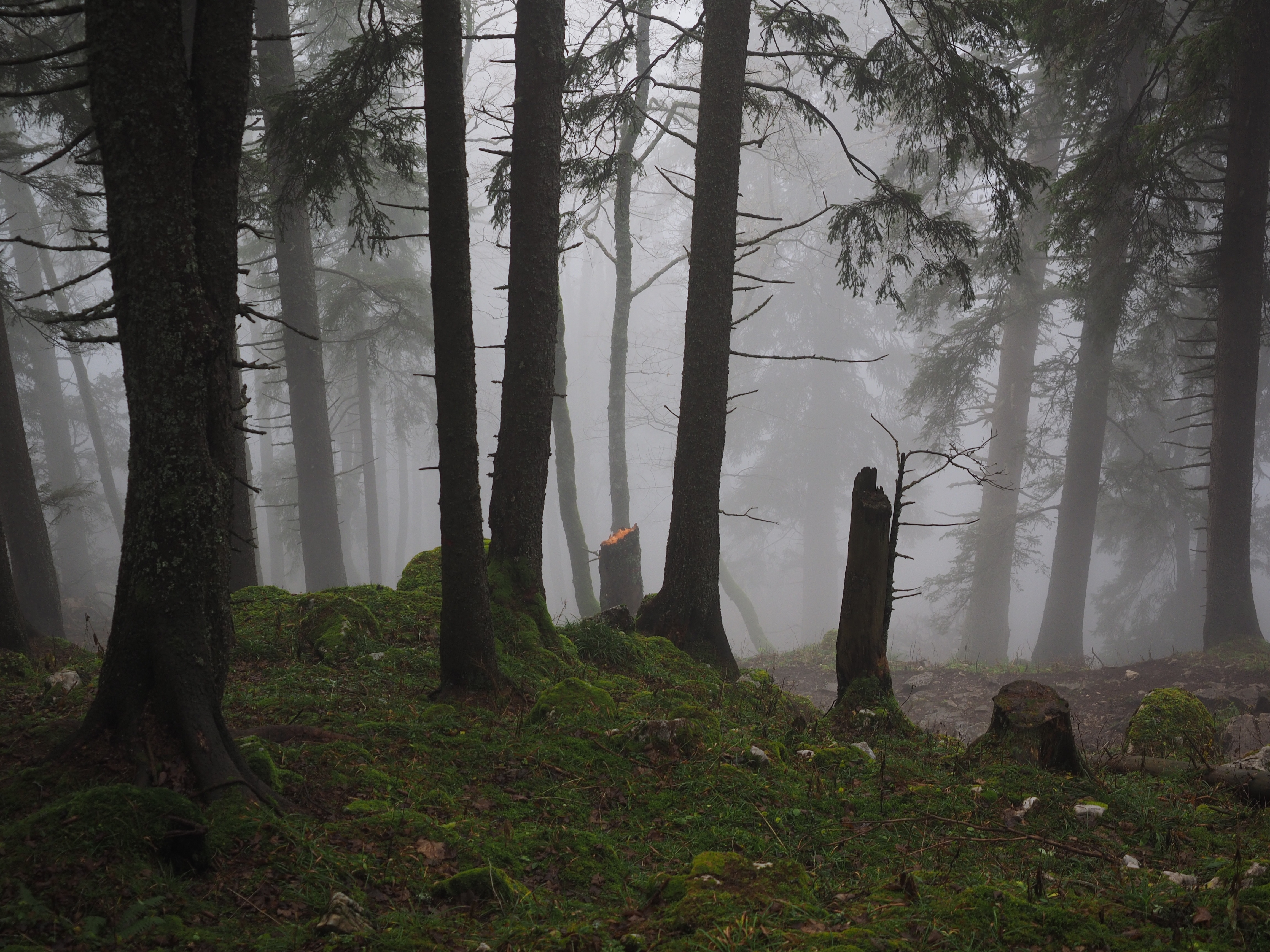 haunting, swiss jura, environment, non-urban scene, mystical, autumn, weather, tranquility, tranquil scene, forest, storm damage, trees, outdoors, growth, HD Wallpaper