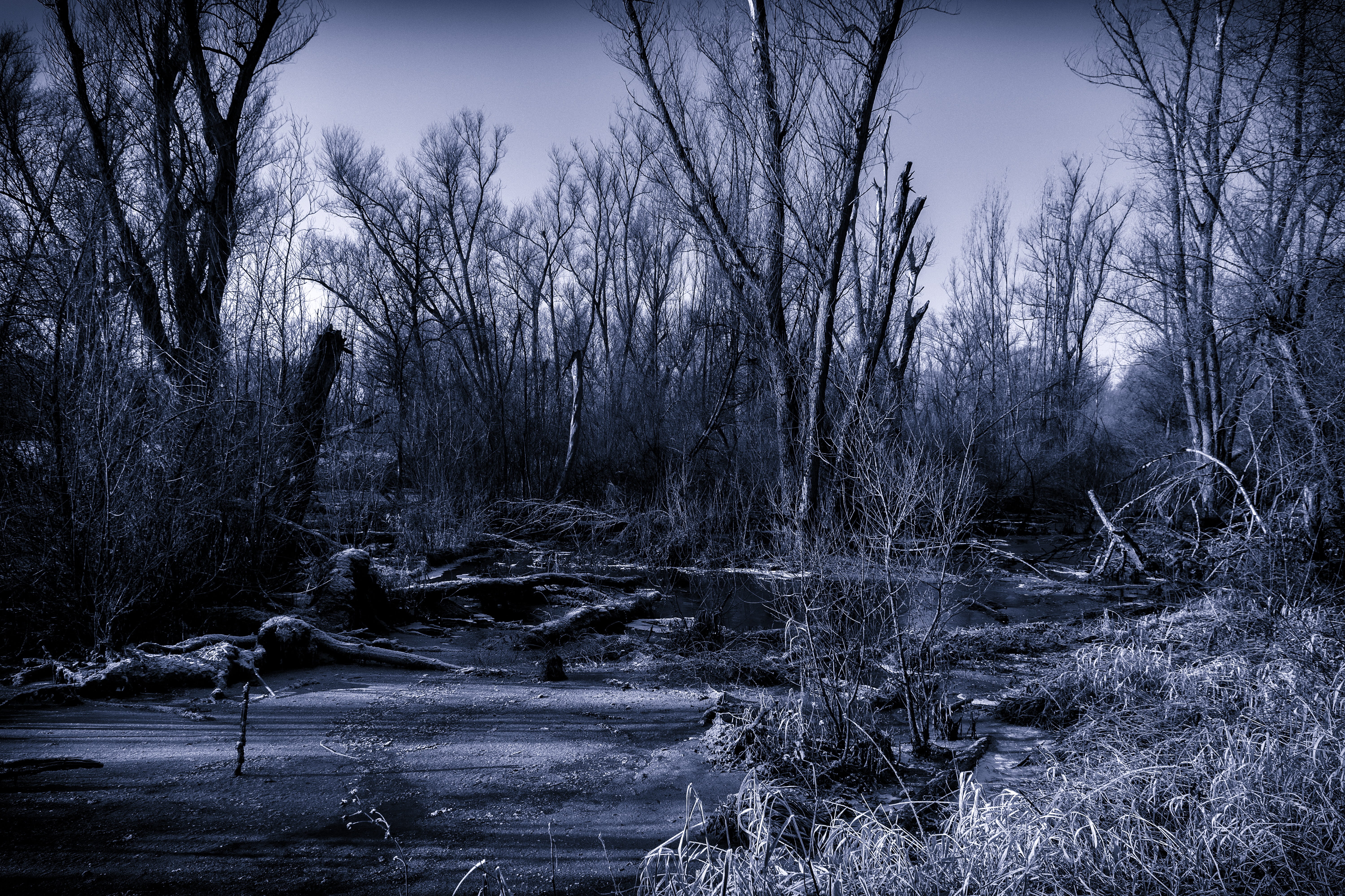 Swamp, landscape, Night, beauty in nature, forest, outdoors, day, loneliness, jungle, Full Moon, land, Moor, mystical, growth, water, haunting, 5K, rest, HD Wallpaper