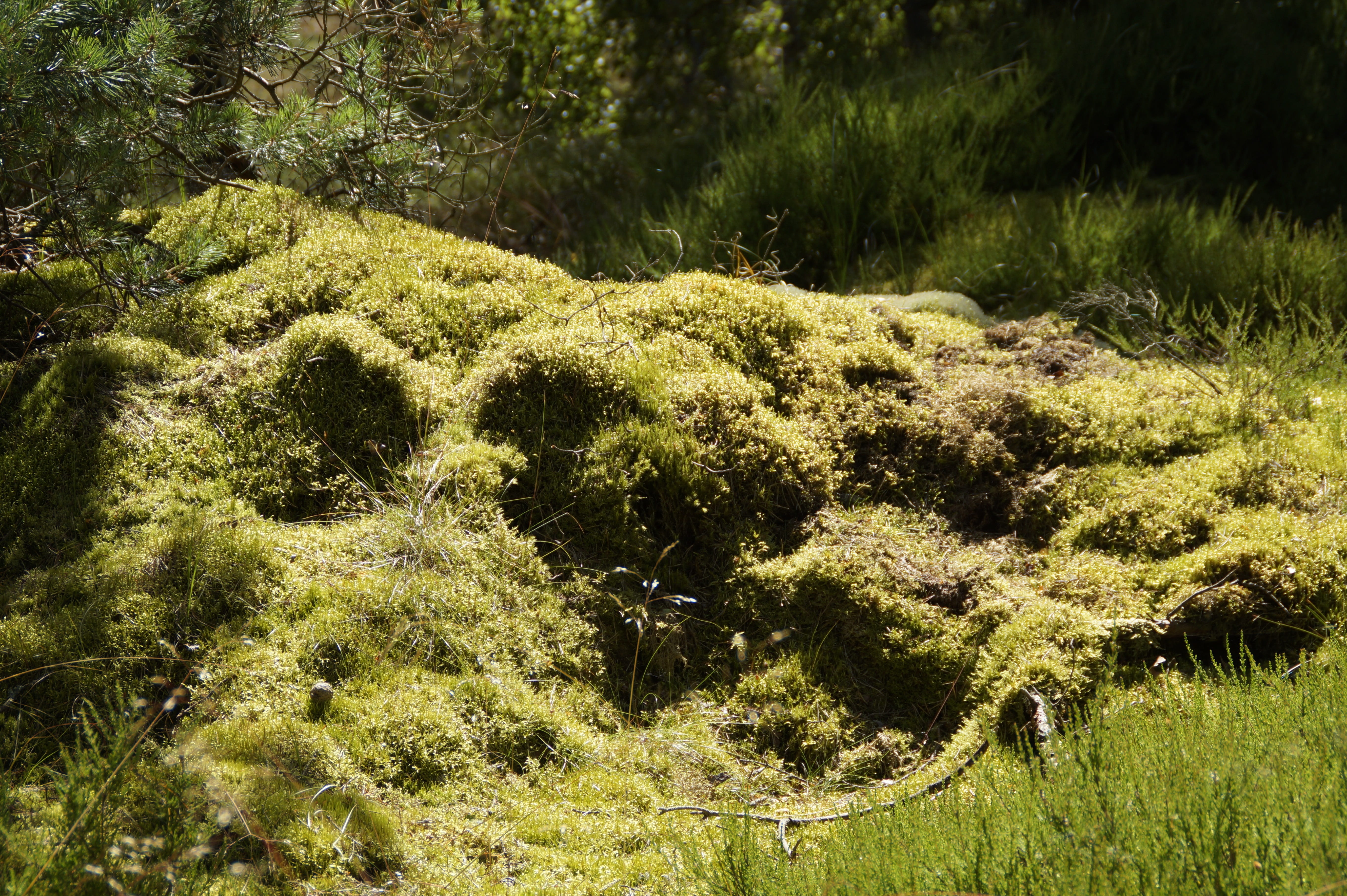 fouling, plant, growth, moss covered, forest, 5K, offshore, Vegetation, nature, ground vegetation, sweden, bush, idyllic, coast, sunlight, environment, HD Wallpaper