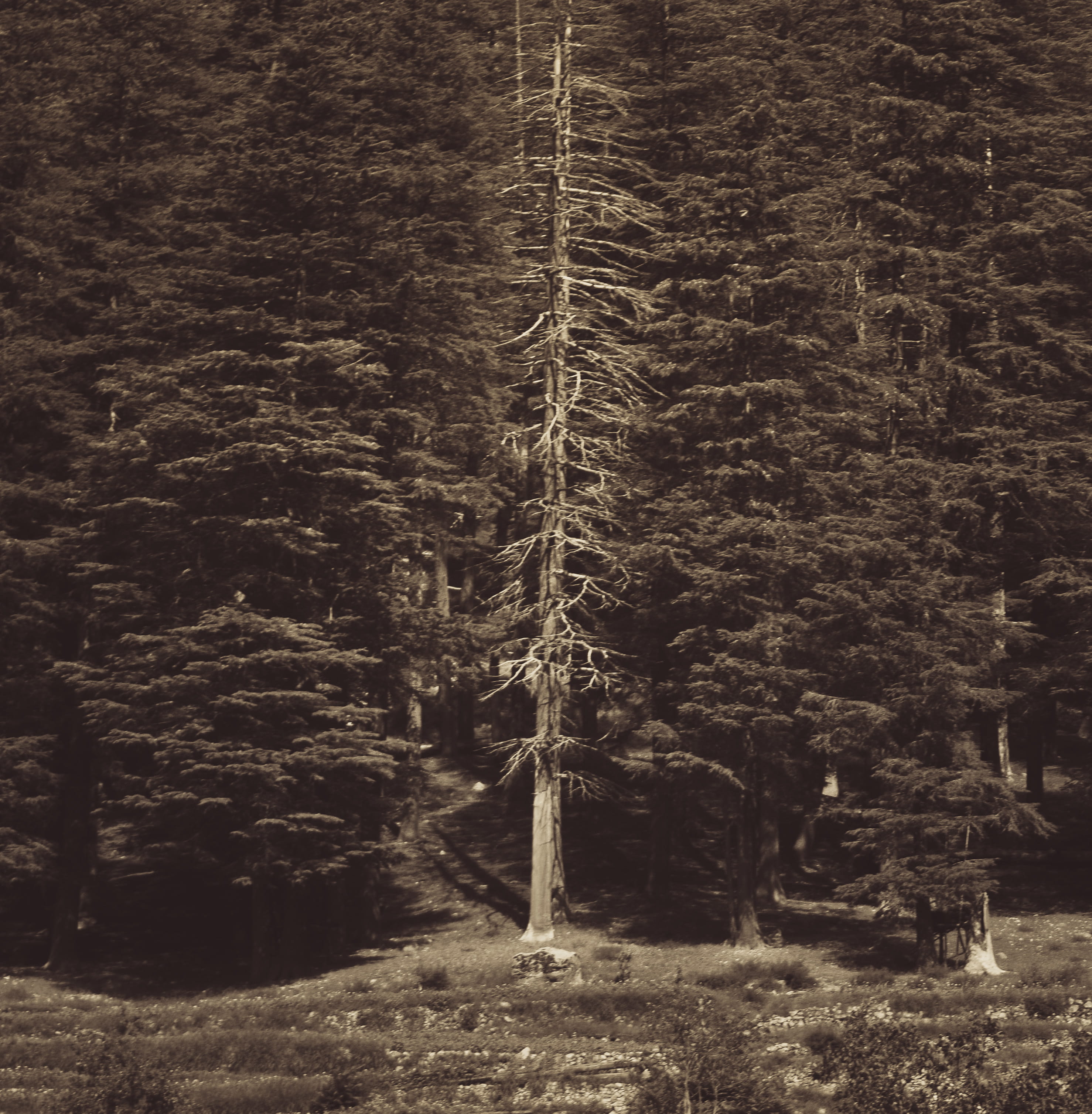 2K, trunk, whitered, land, no people, forest, scenics - nature, beauty in nature, haunting, mahodand lake, whitered tree, pakistan, woodland, tree, coniferous tree, Phone HD Wallpaper