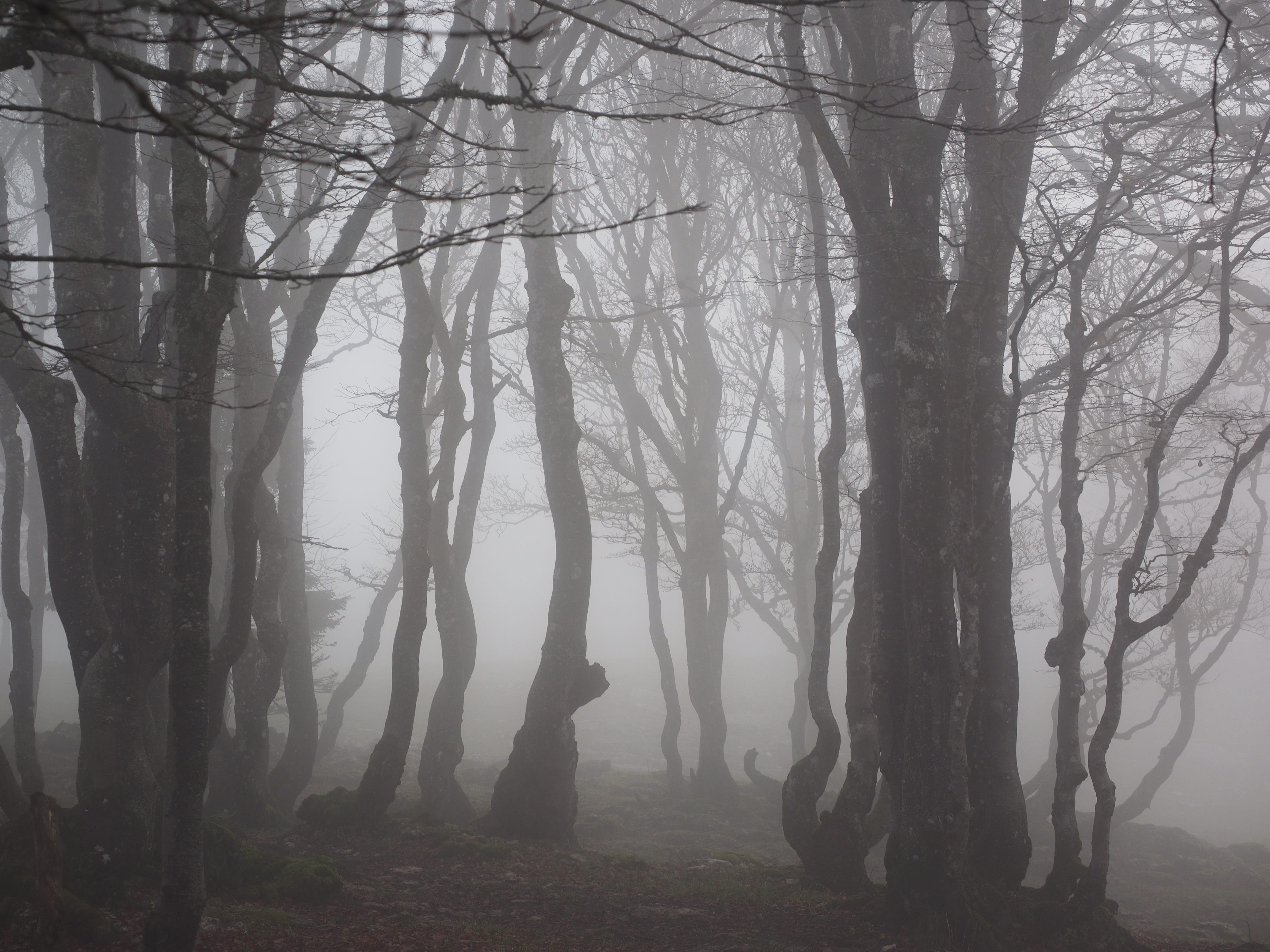 outdoors, trunk, spooky, silhouette, woodland, nature, remote, tranquil scene, tree trunks, beauty in nature, land, weather book, book, trees, plant, no people, HD Wallpaper