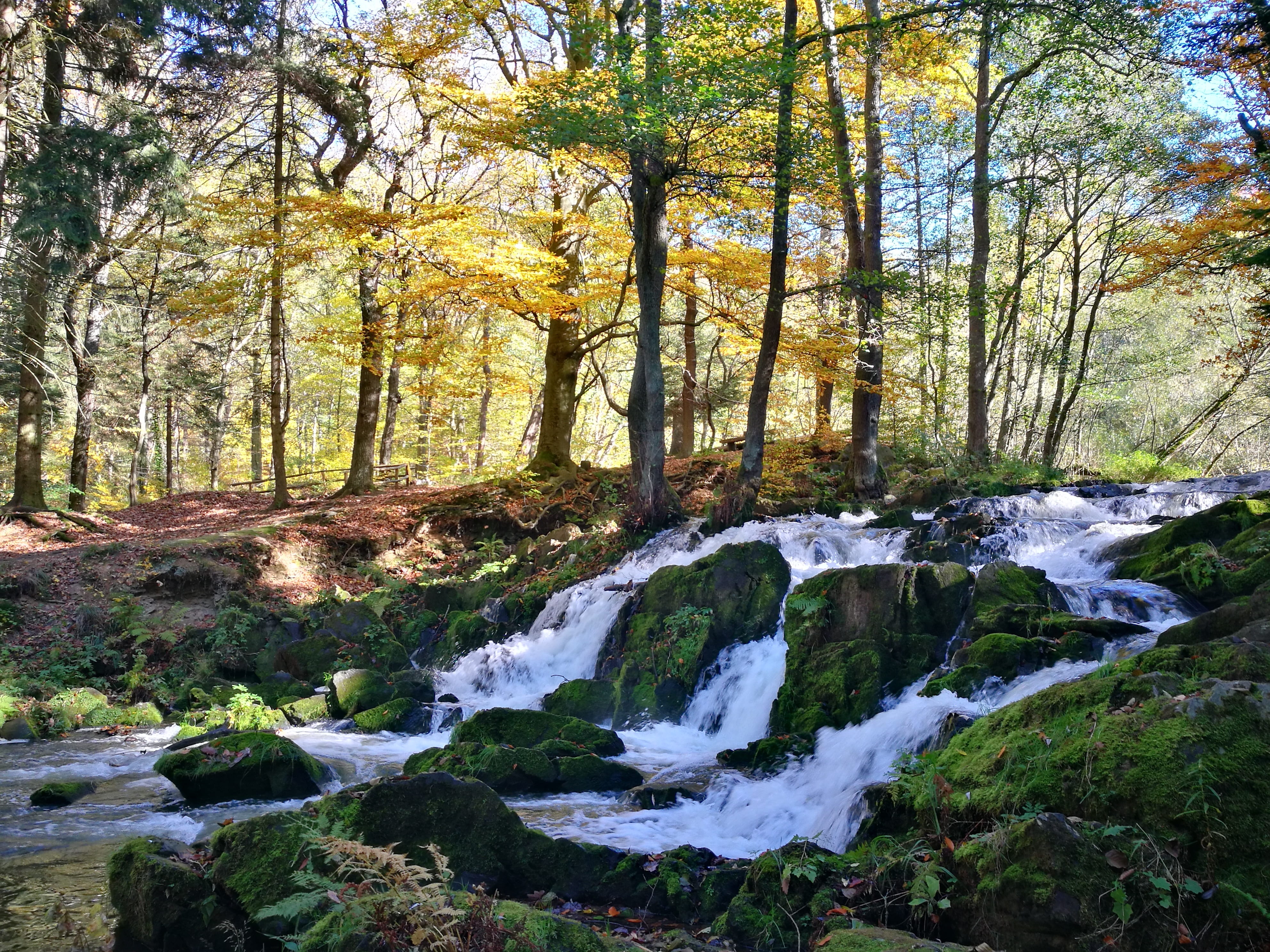 rock - object, waterfall, tree, landscape, haunting, forest, forest floor, waters, 4K, change, alexisbad, land, stone, flowing, idyllic, autumn, moss, HD Wallpaper