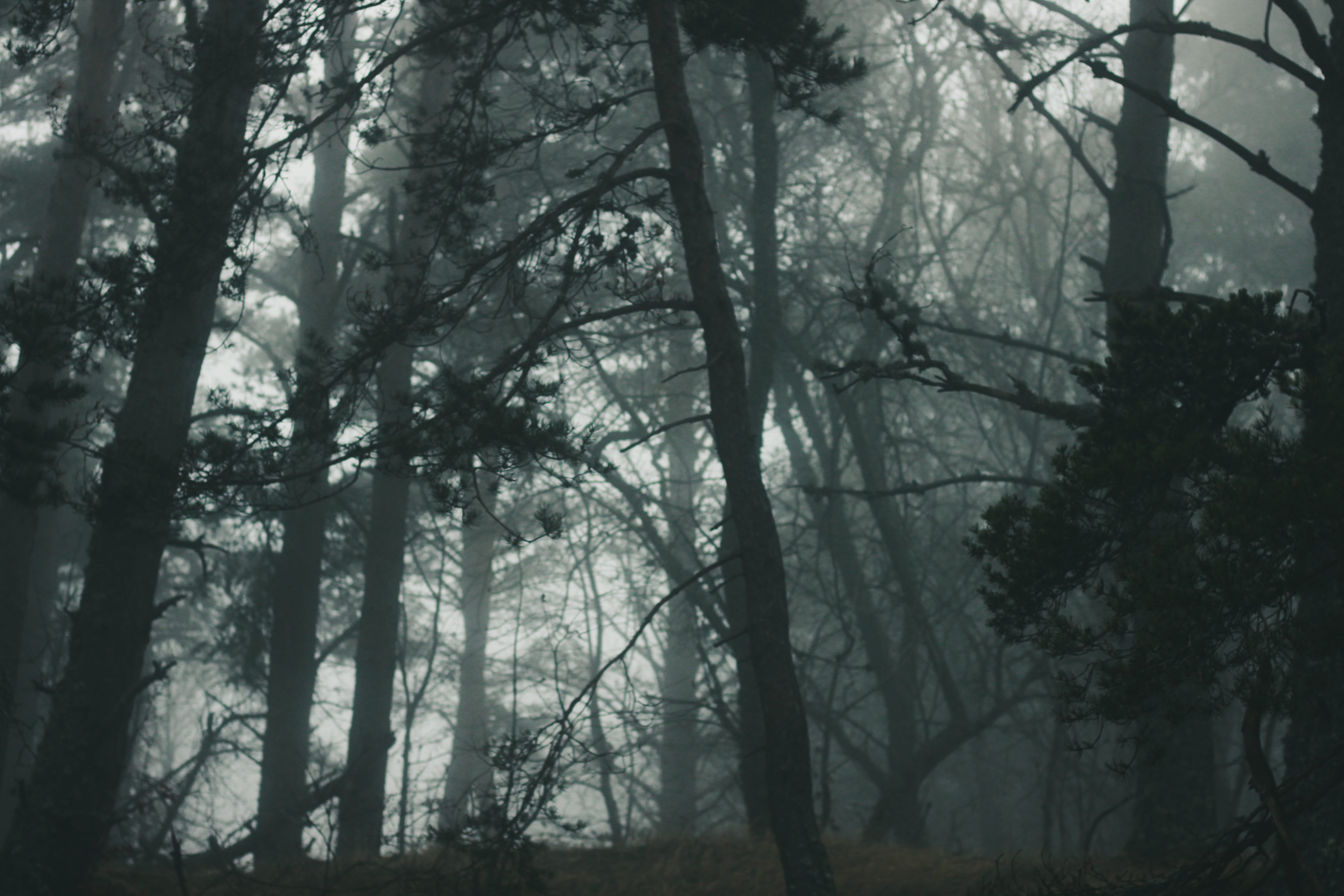 ghost, tree, outdoors, trunk, nature, day, hiking, no people, spooky, mysterious, non-urban scene, mist, pine tree, pine woodland, woodland, land, tranquil scene, HD Wallpaper