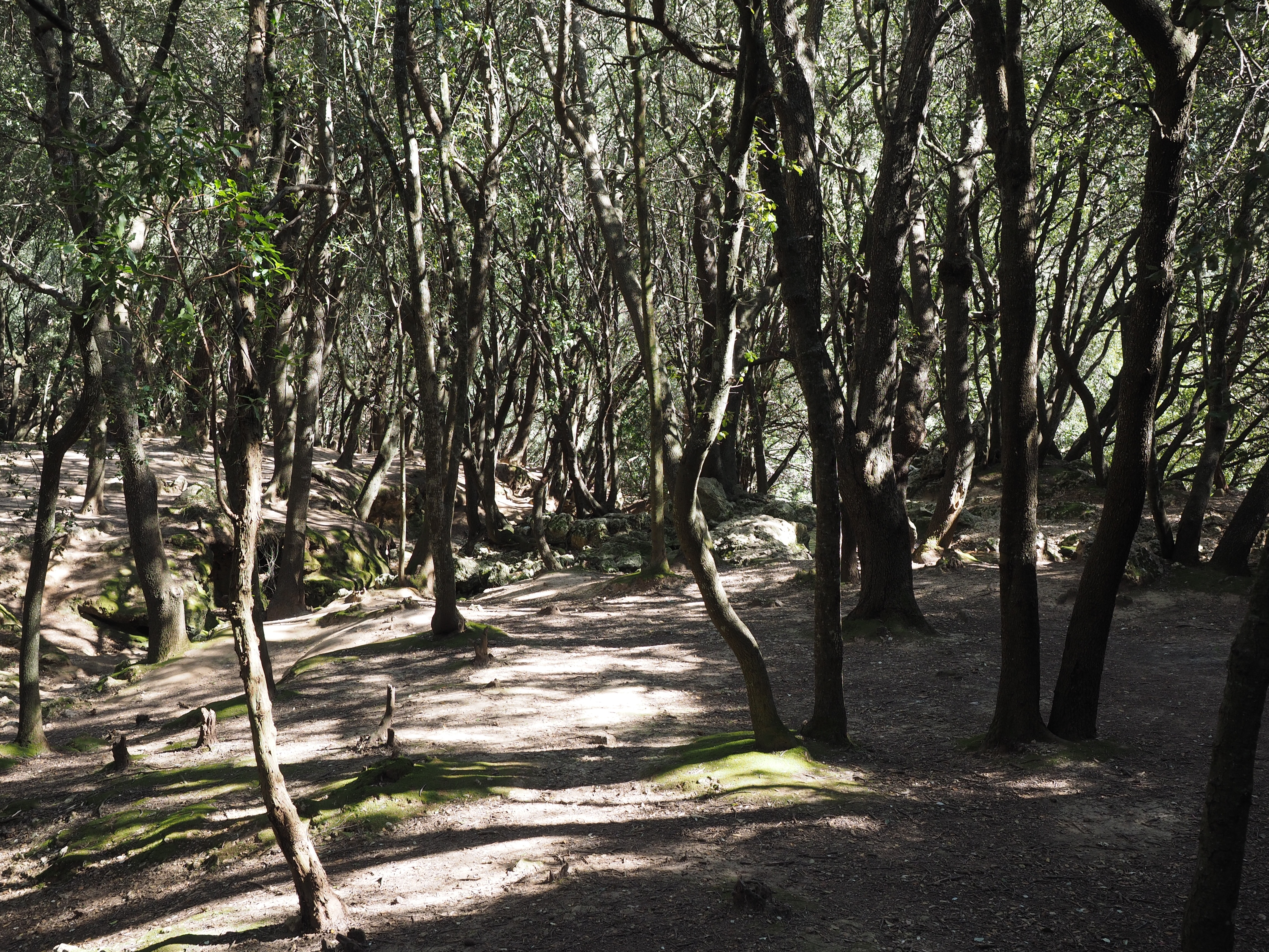 nature, oak forest, green color, valley of orient, day, tranquility, idyllic, tree, 4K, mallorca, forest, scenics - nature, bamboo - plant, haunting, trunk, HD Wallpaper
