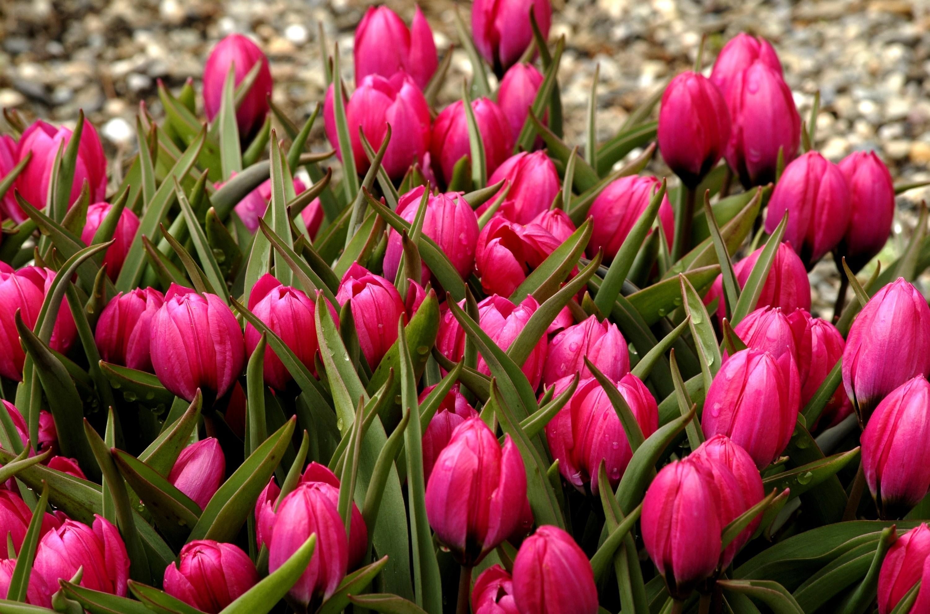 multi Colored, outdoors, nature, liliaceae, springtime, colors, botany, blossom, tulipa, tulips, easter, pink, land, field, red, growth, season, buds, leaf, HD Wallpaper