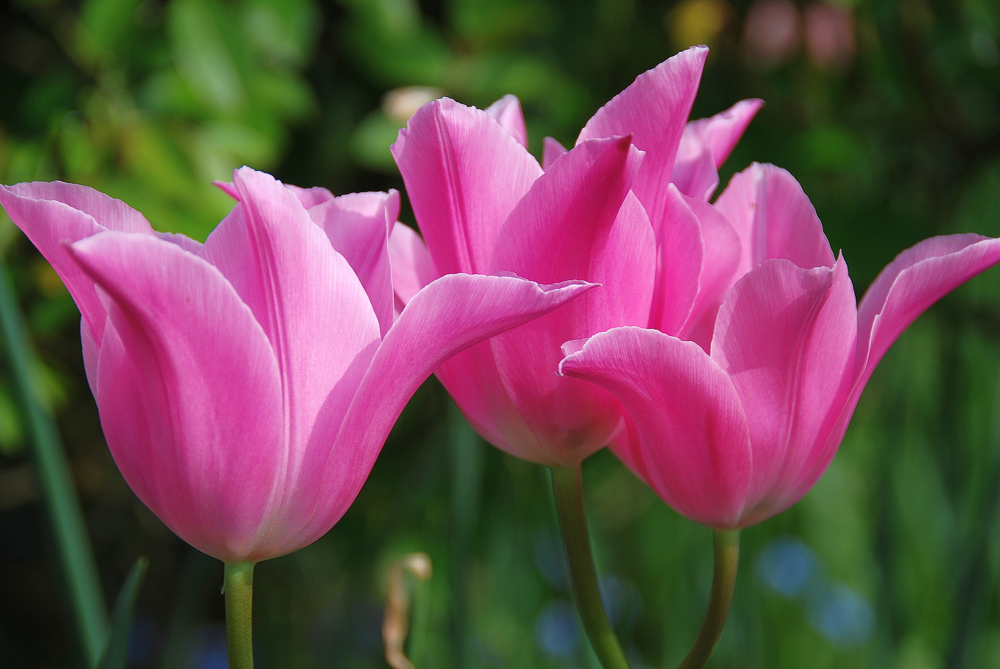 Nature, summer, Trophy, 4K, three, springtime, Eye, Genus, Group, Perennials, Tulip, pink Color, in the Pink, Liliaceae, Flowers, Tulips, Tulipa, flower Head, HD Wallpaper