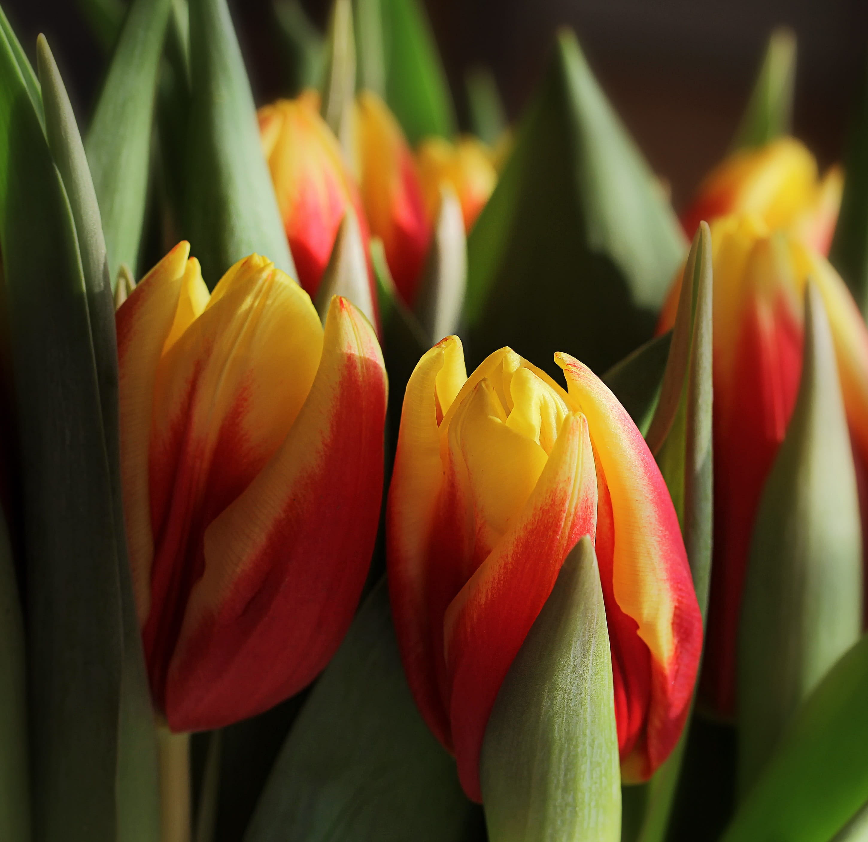 flower head, focus on foreground, close-up, tulips, 2K, outdoors, beauty in nature, plant, leaf, no people, tulipa, liliaceae, flower, flowering plant, HD Wallpaper