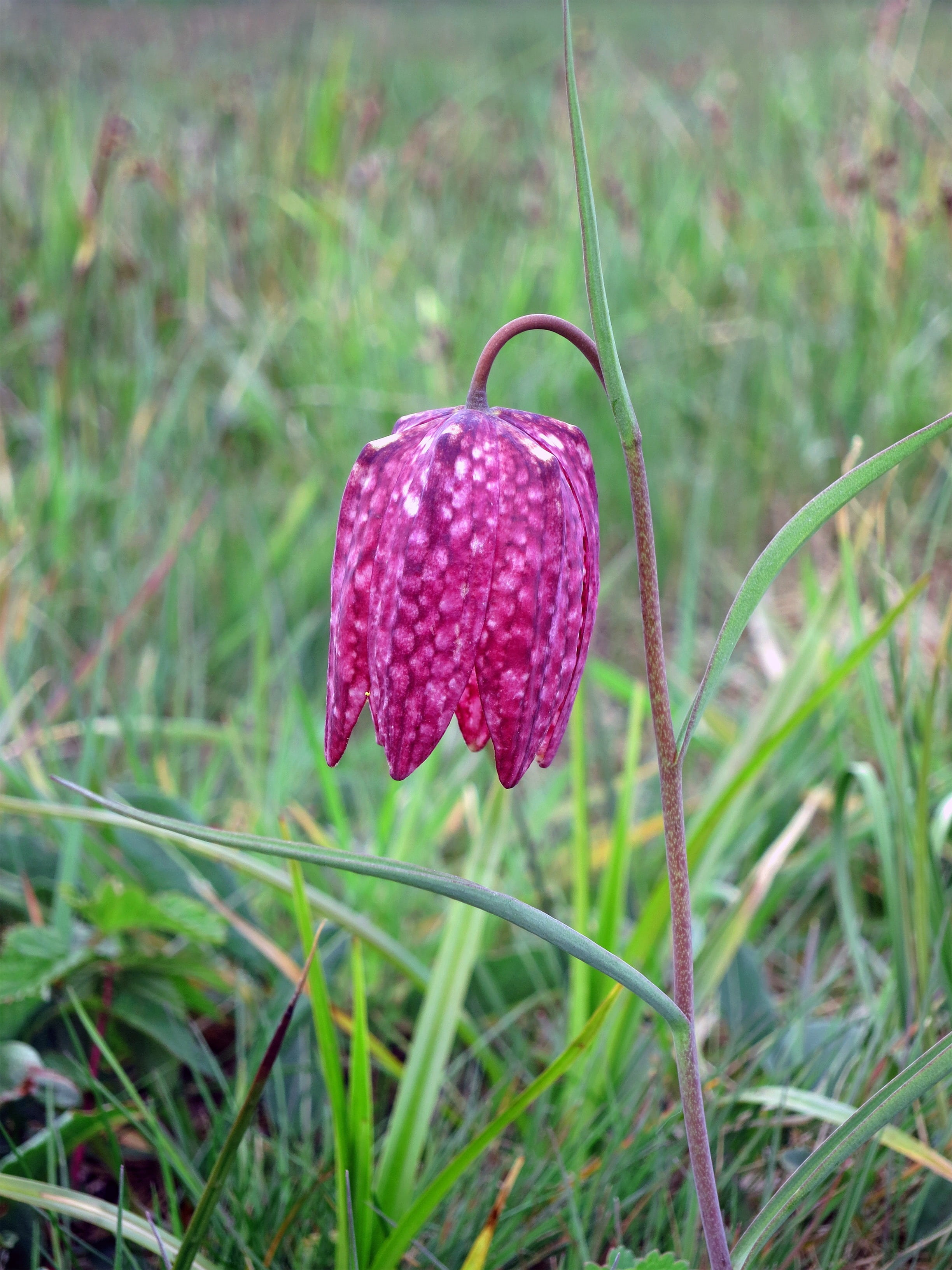 land, purple, flowering plant, selective focus, 2K, violet, field, beauty in nature, fragility, close-up, nature, fritillaria meleagris, blossom, plant, Phone HD Wallpaper