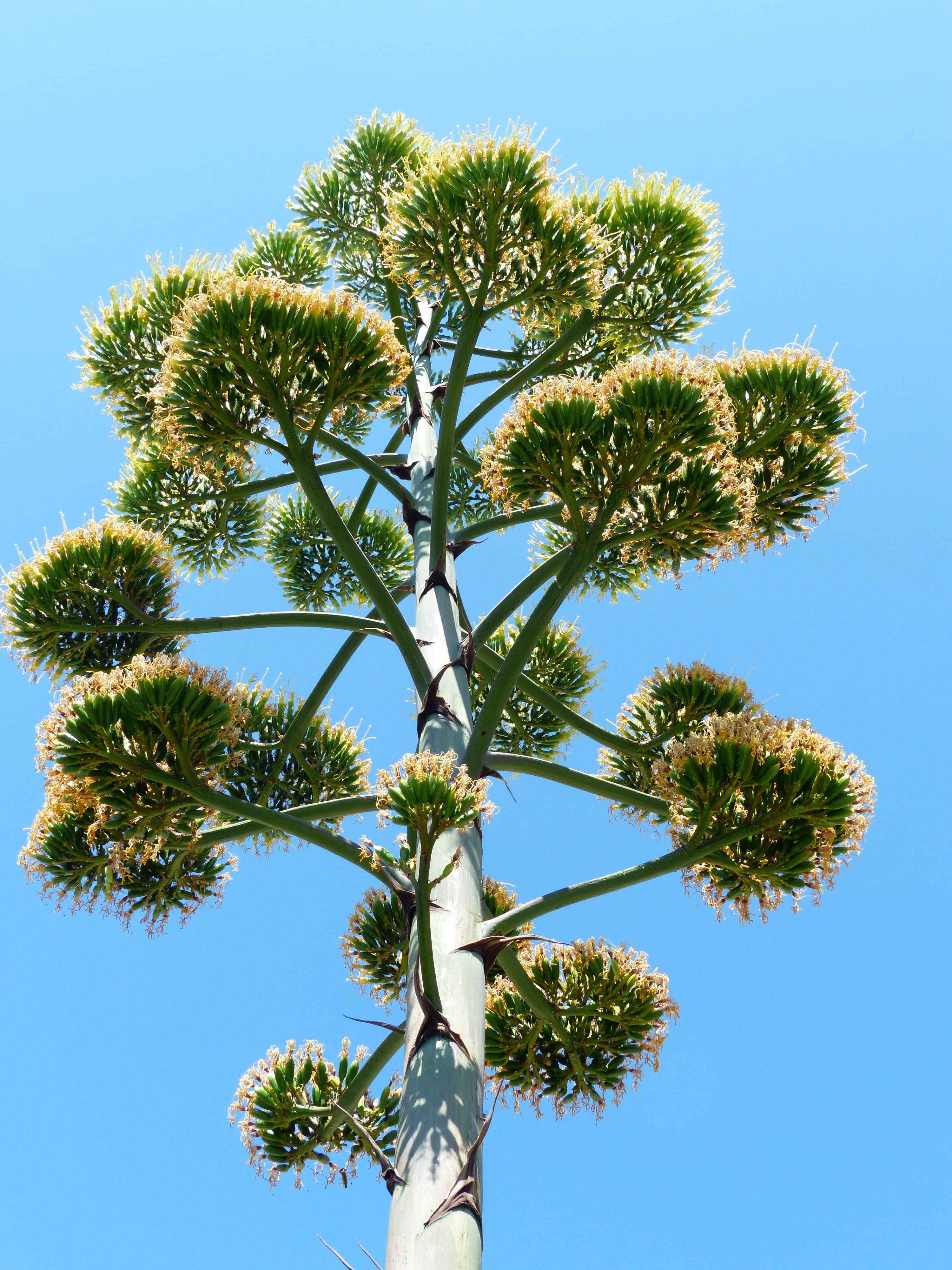 liliaceae, low angle view, palm leaf, Inflorescence, day, outdoors, tree, Agave, beauty in nature, palm tree, asparagus plant, tropical climate, no people, Phone HD Wallpaper