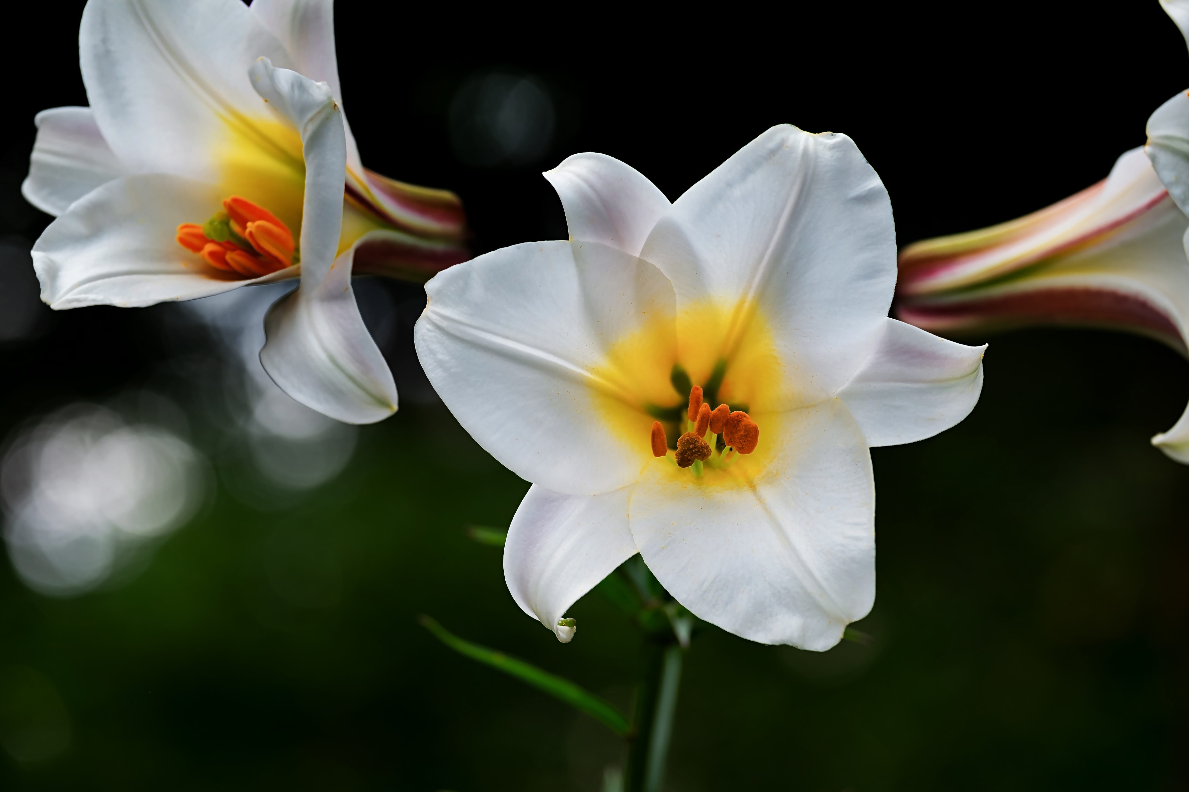focus on foreground, white, blossom, photography, beauty, botany, petals, vulnerability, lilium davidii, spring, beauty in nature, two, bloom, white lily, HD Wallpaper