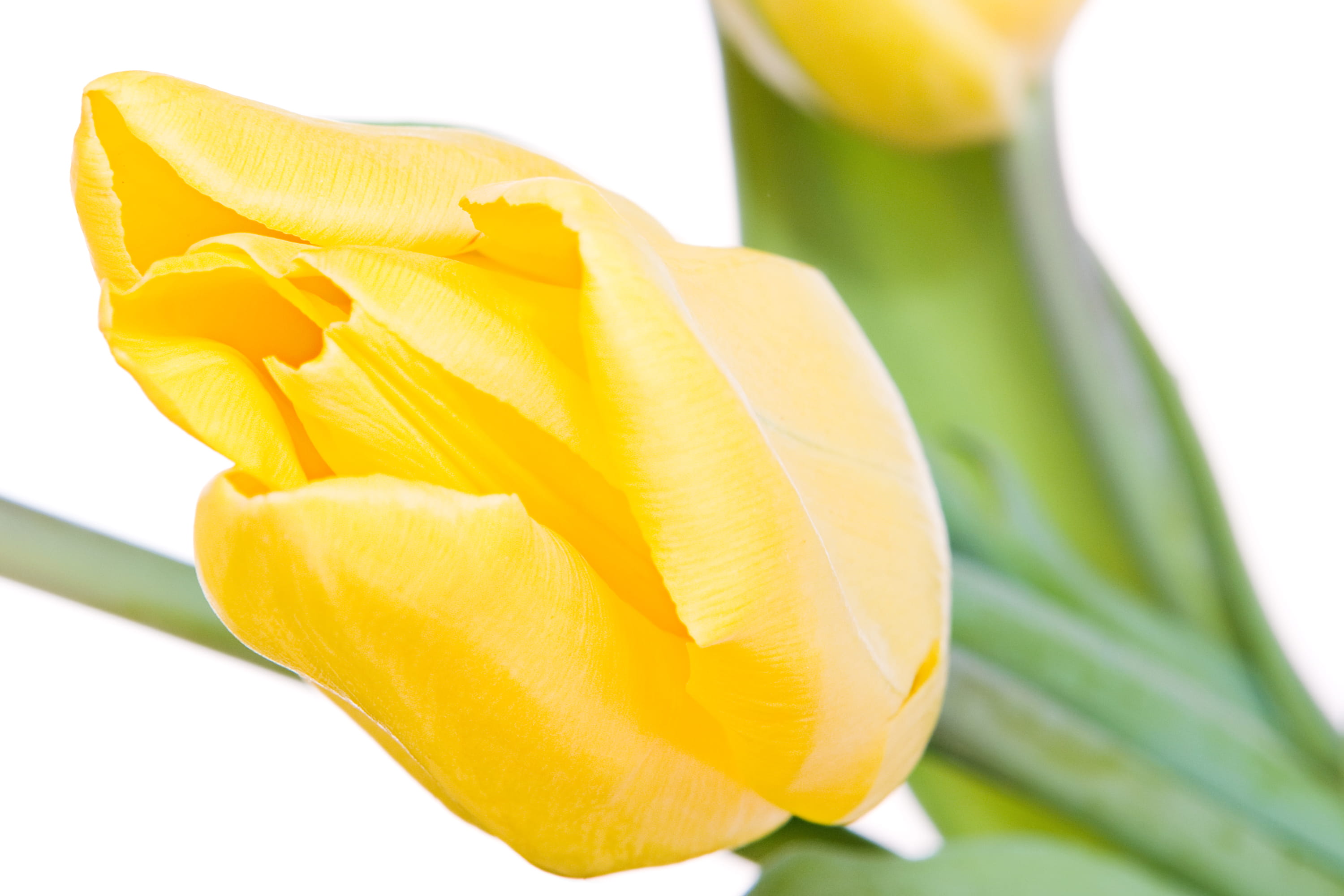 cutout, petal, delicate, head, white background, floral, spring, background, deep, ripe, two, food and drink, cut, closeup, plant, isolated, macro, healthy lifestyle, HD Wallpaper