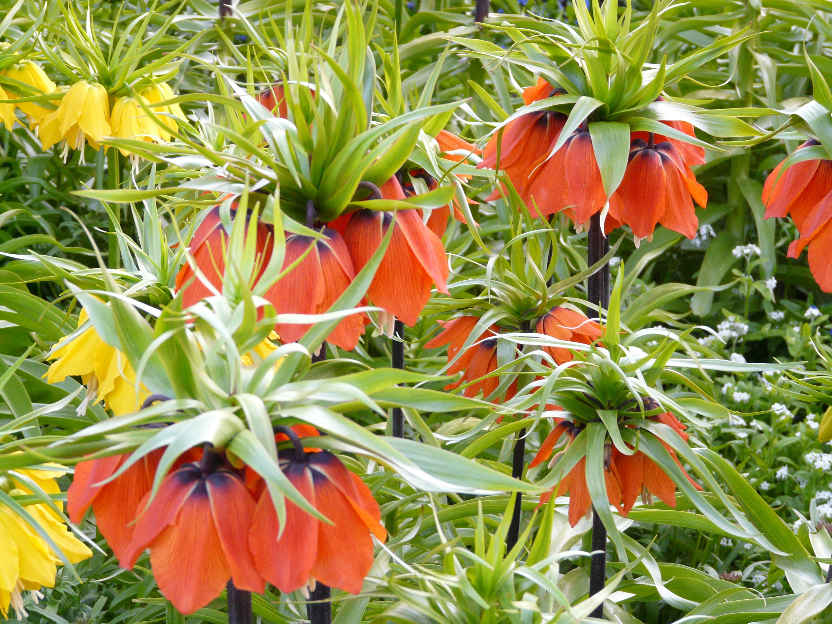 inflorescence, flowering plant, toxic, nature, orange, growth, petal, freshness, beauty In Nature, flowerbed, Bloom, plant part, Blossom, multi Colored, HD Wallpaper