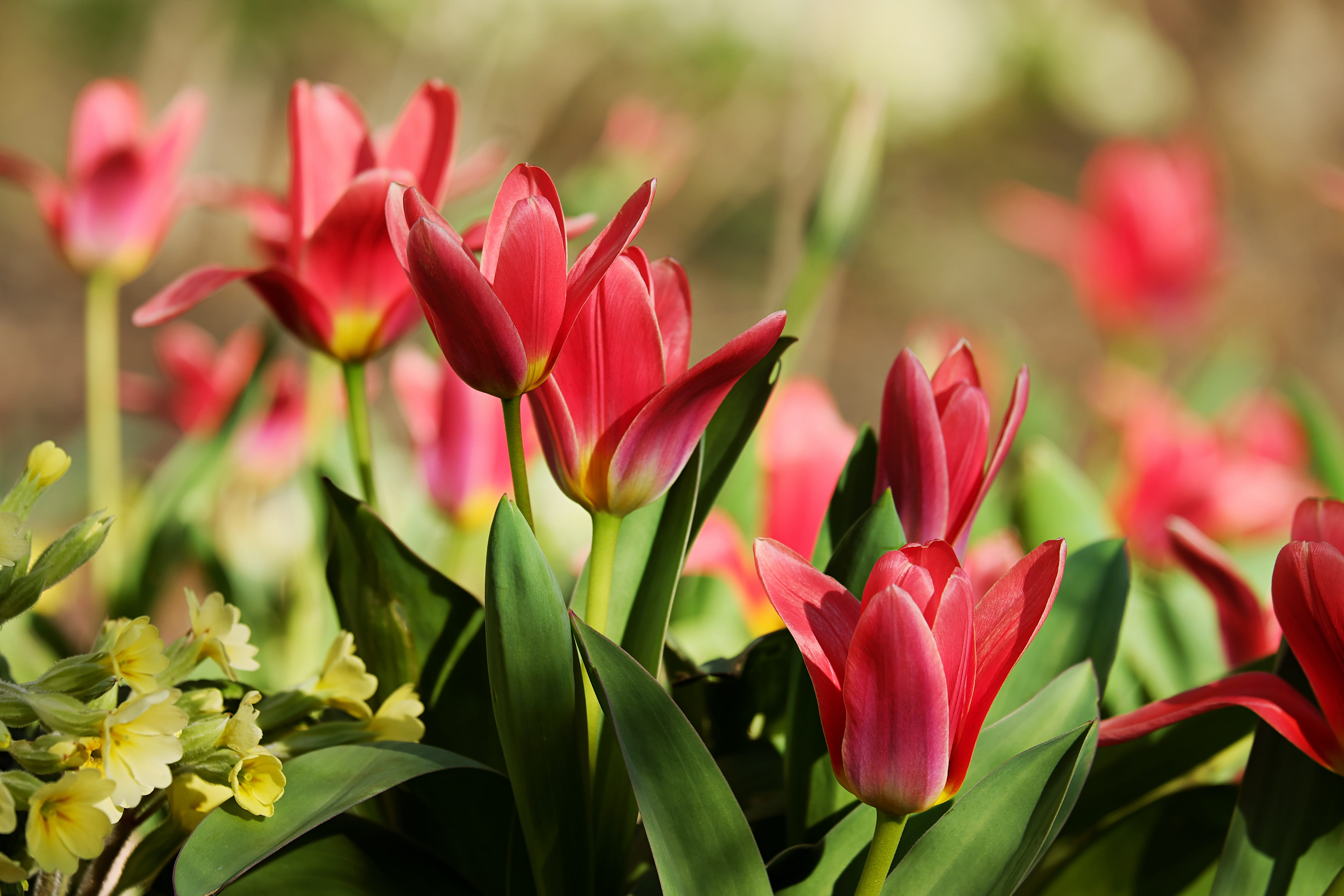 ornamental garden, flowerbed, fragility, petal, gardening, spring, plant, color, 4K, softness, freshness, flowering plant, schnittblume, beauty in nature, HD Wallpaper