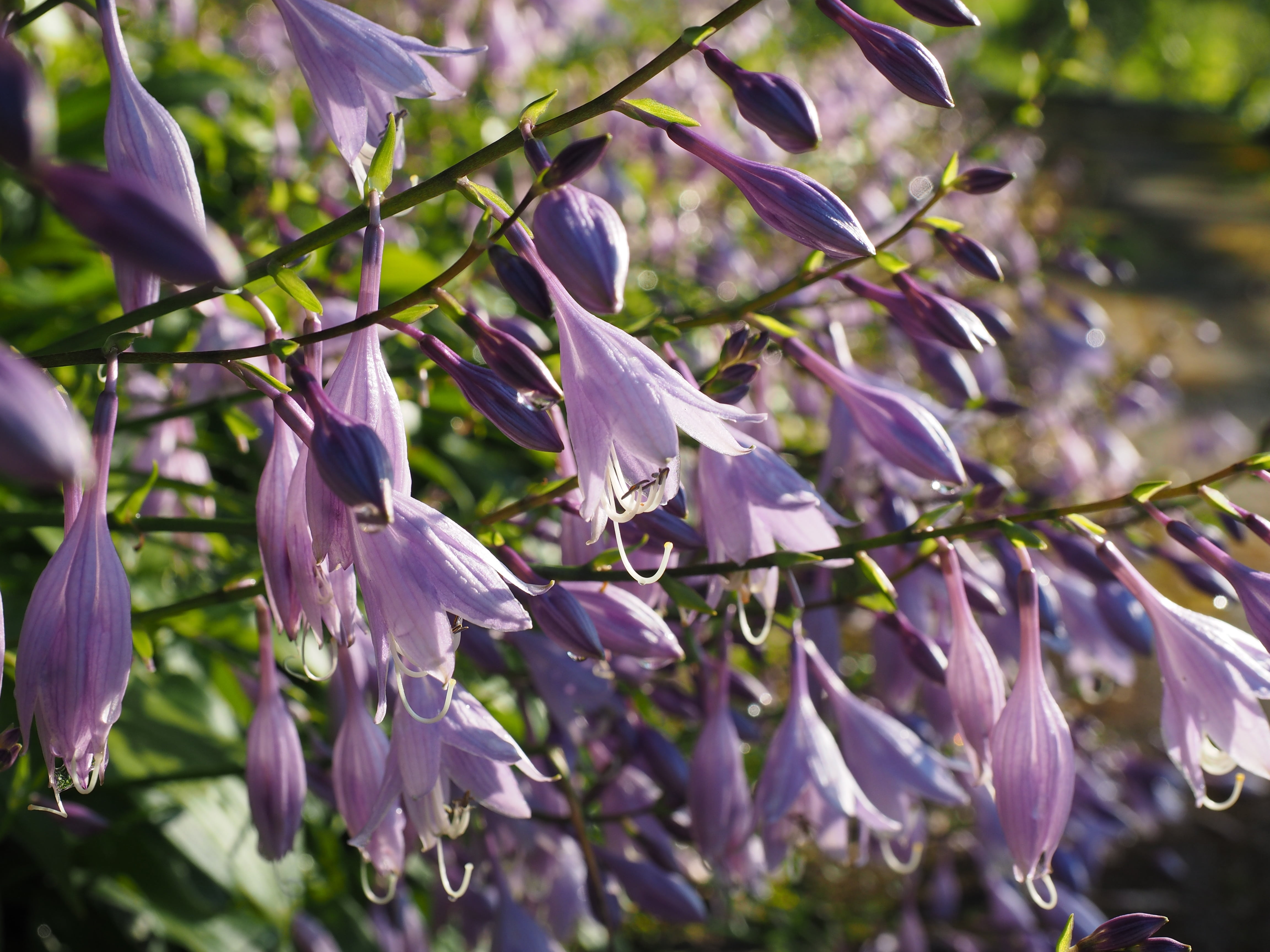light purple, funkia spreng, violet, day, focus on foreground, fragility, 4K, growth, flower head, purple, flower, blossom, agavengewächs, tree, flowers, HD Wallpaper
