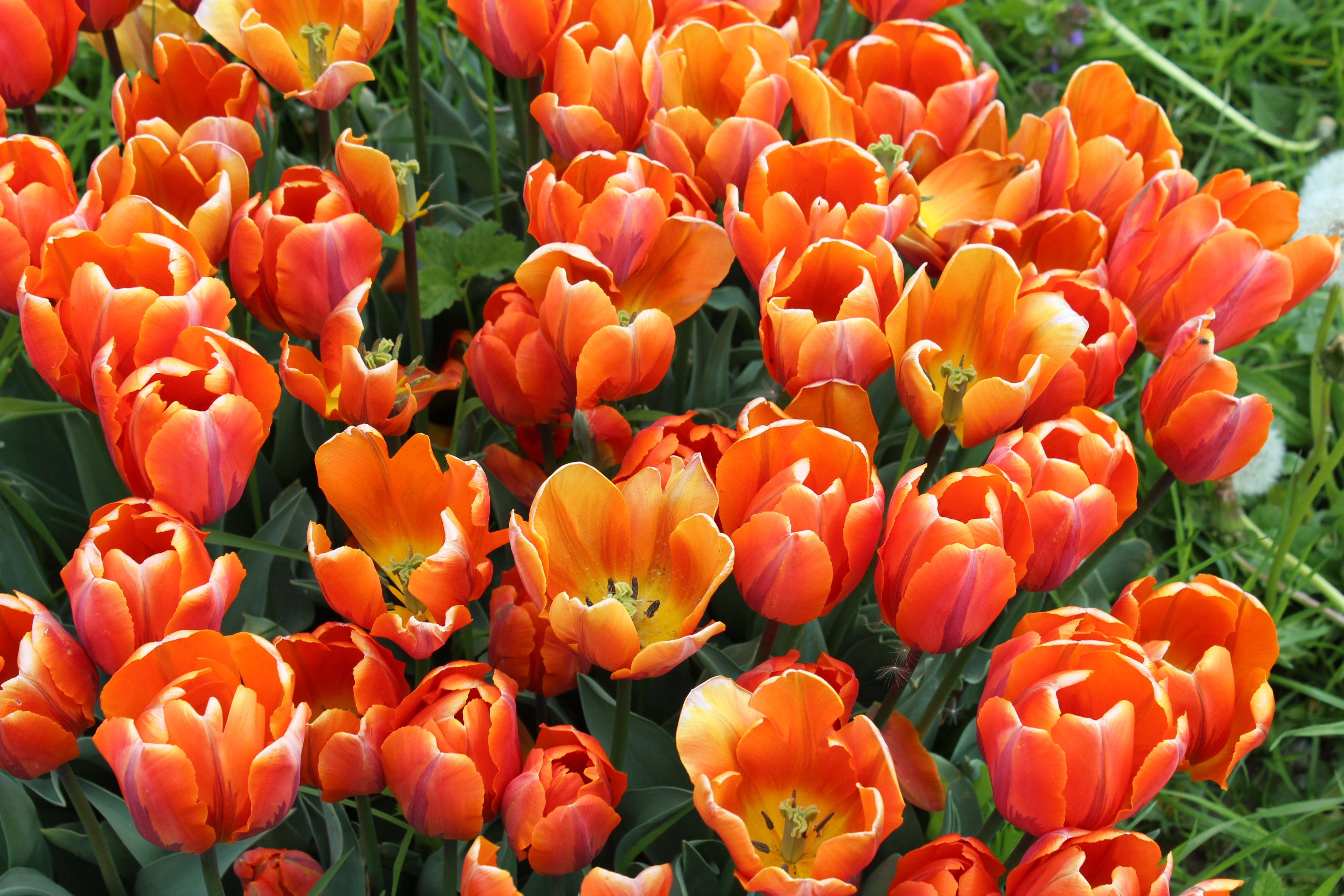 5K, tulpenbluete, bunch of flowers, gardening, liliaceae, vulnerability, botany, tulips, flowering plant, garden plant, tulip field, lily, no people, field, HD Wallpaper