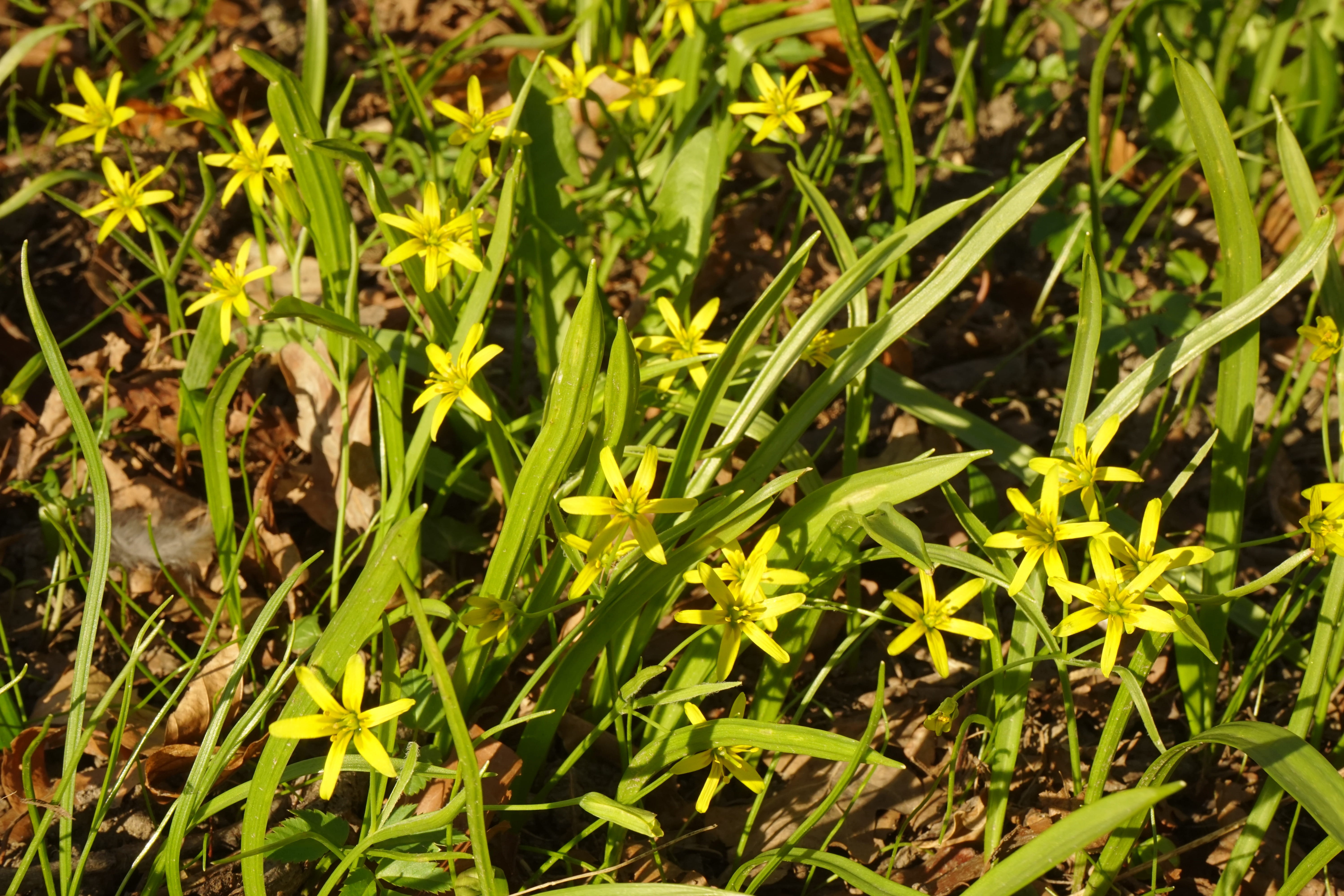 sunlight, star, grass, tranquility, bloom, leaf, backgrounds, outdoors, no people, herb, Yellow Star, land, growth, forest - yellow star, green color, forest gold star, HD Wallpaper