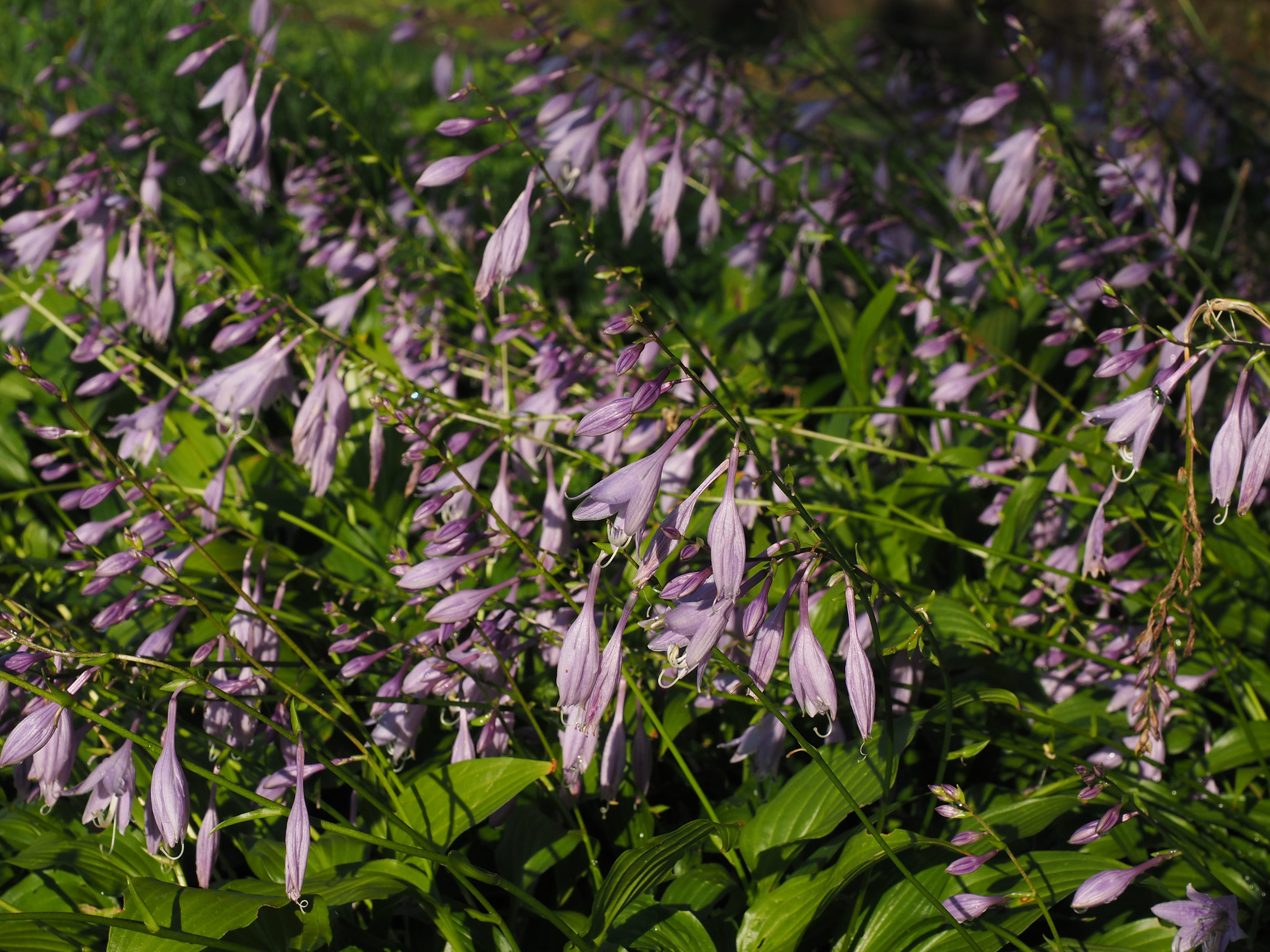 agavengewächs, fragility, petal, leaf, Violet, growth, Flowers, plant part, plant, nature, botany, 4K, hosta longipes, Lily, hosta performed, no people, HD Wallpaper