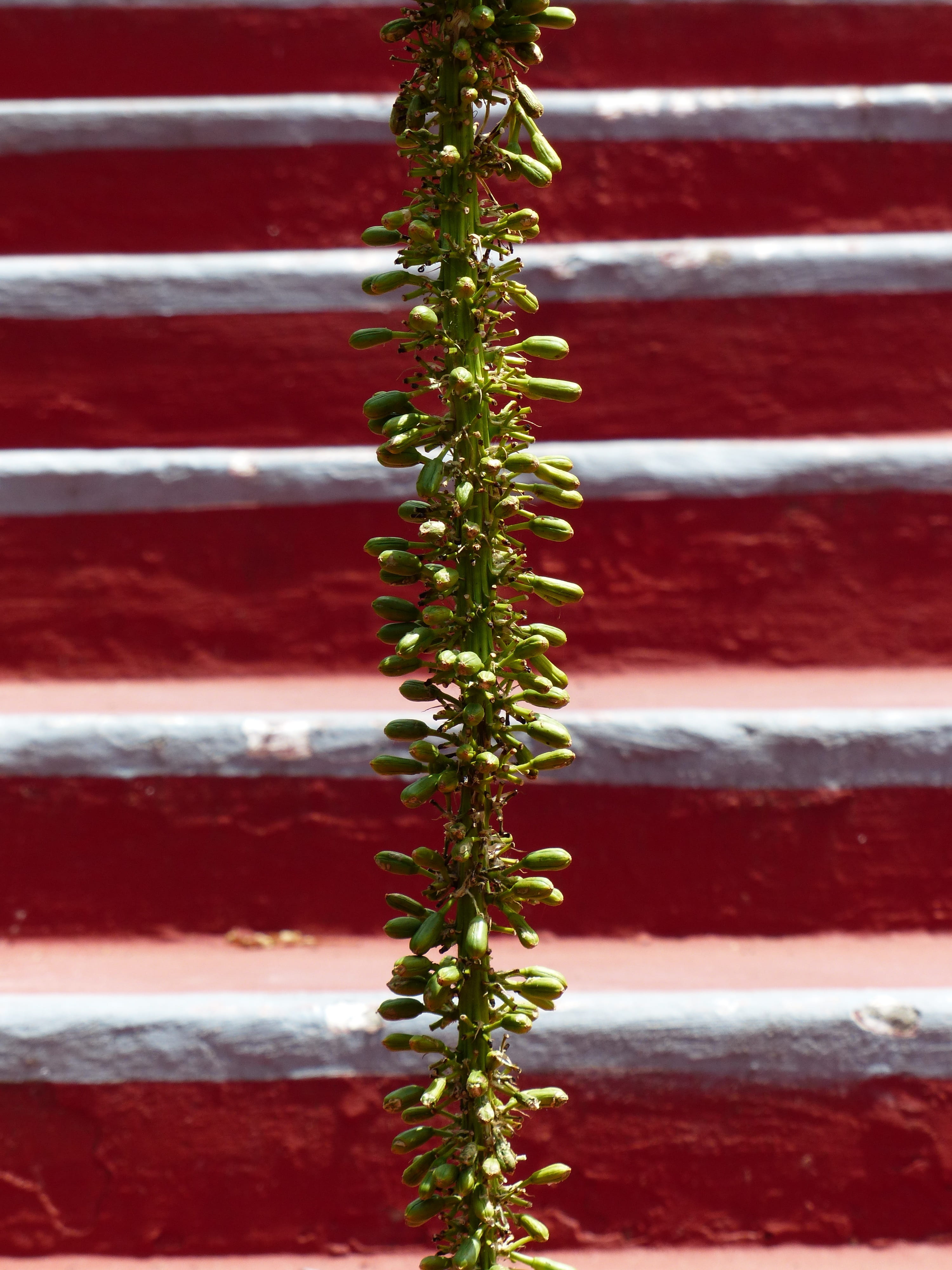 bud, tree, Inflorescence, green color, in a row, agavengewächs, Emergence, plant, red, outdoors, green, no people, focus on foreground, decoration, silver colored, Phone HD Wallpaper