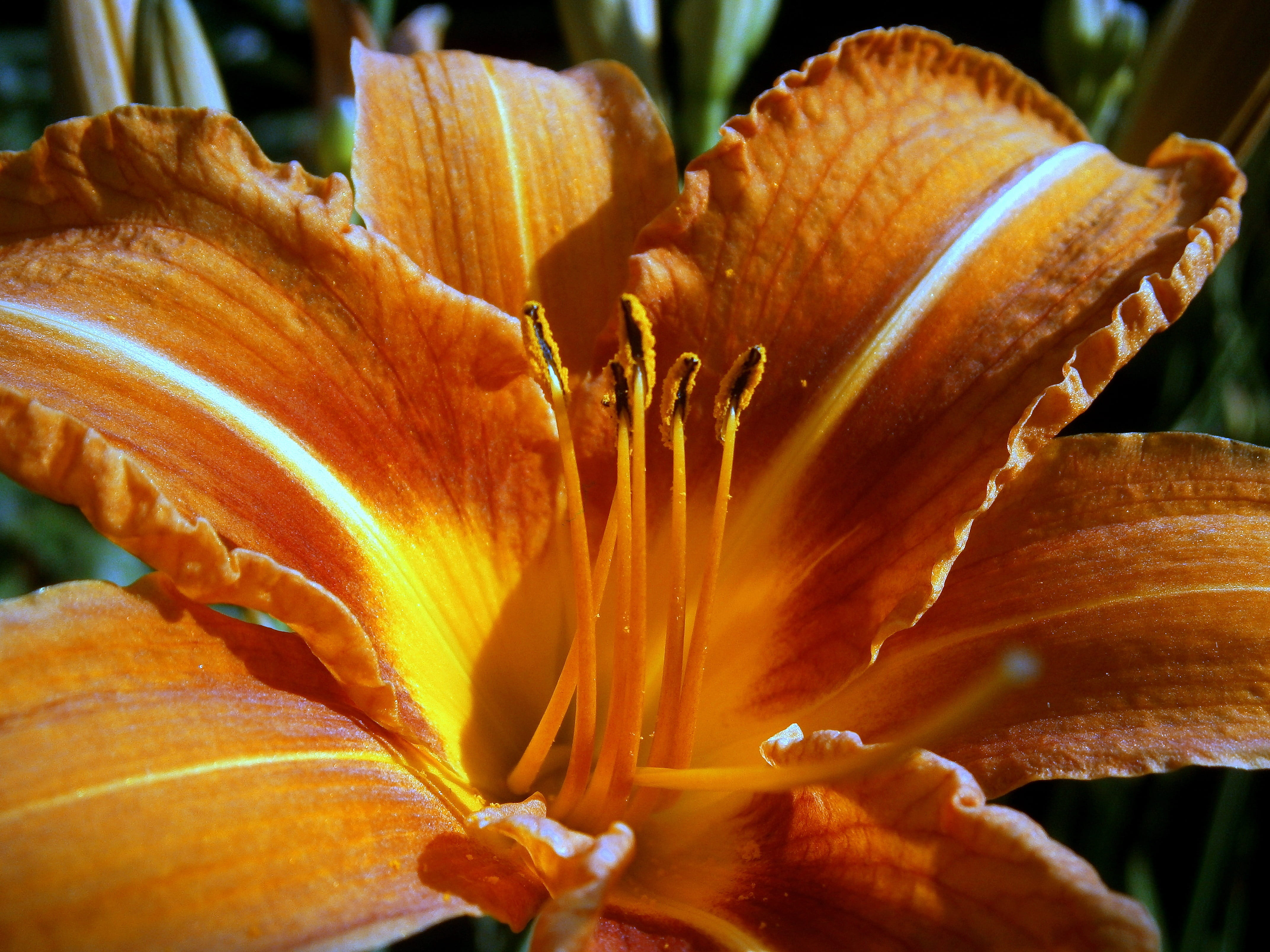 garden plant, filigree, no people, garden, tender, lily family, focus on foreground, beauty in nature, day lily, ornamental plant, freshness, flowers, flower garden, HD Wallpaper
