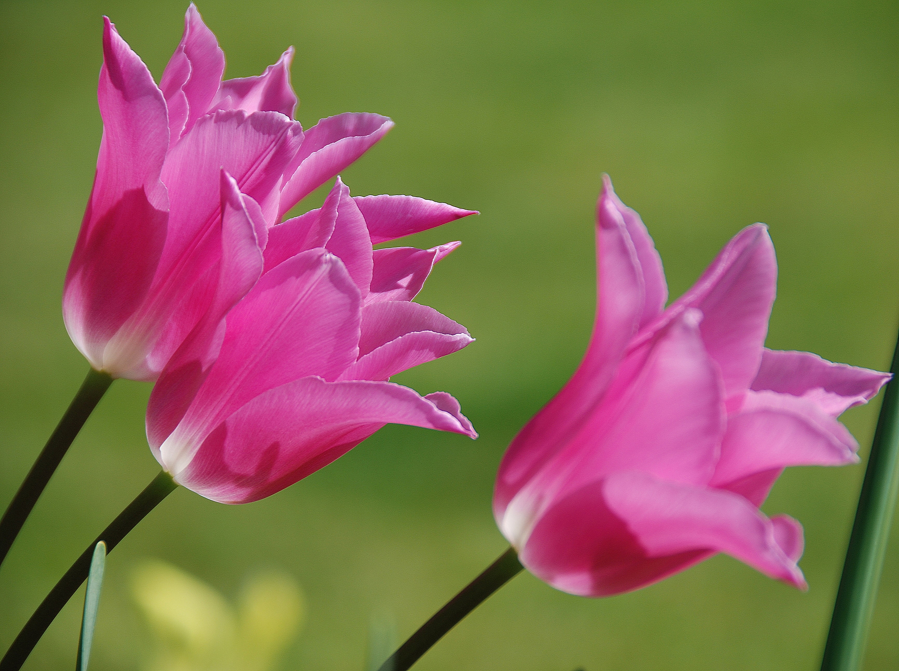 2K, three, close-up, Perennials, plant, Tulips, flower Head, pink Color, pink, Liliaceae, Twos Company, nature, Pink  family, beauty In Nature, Flowers, HD Wallpaper