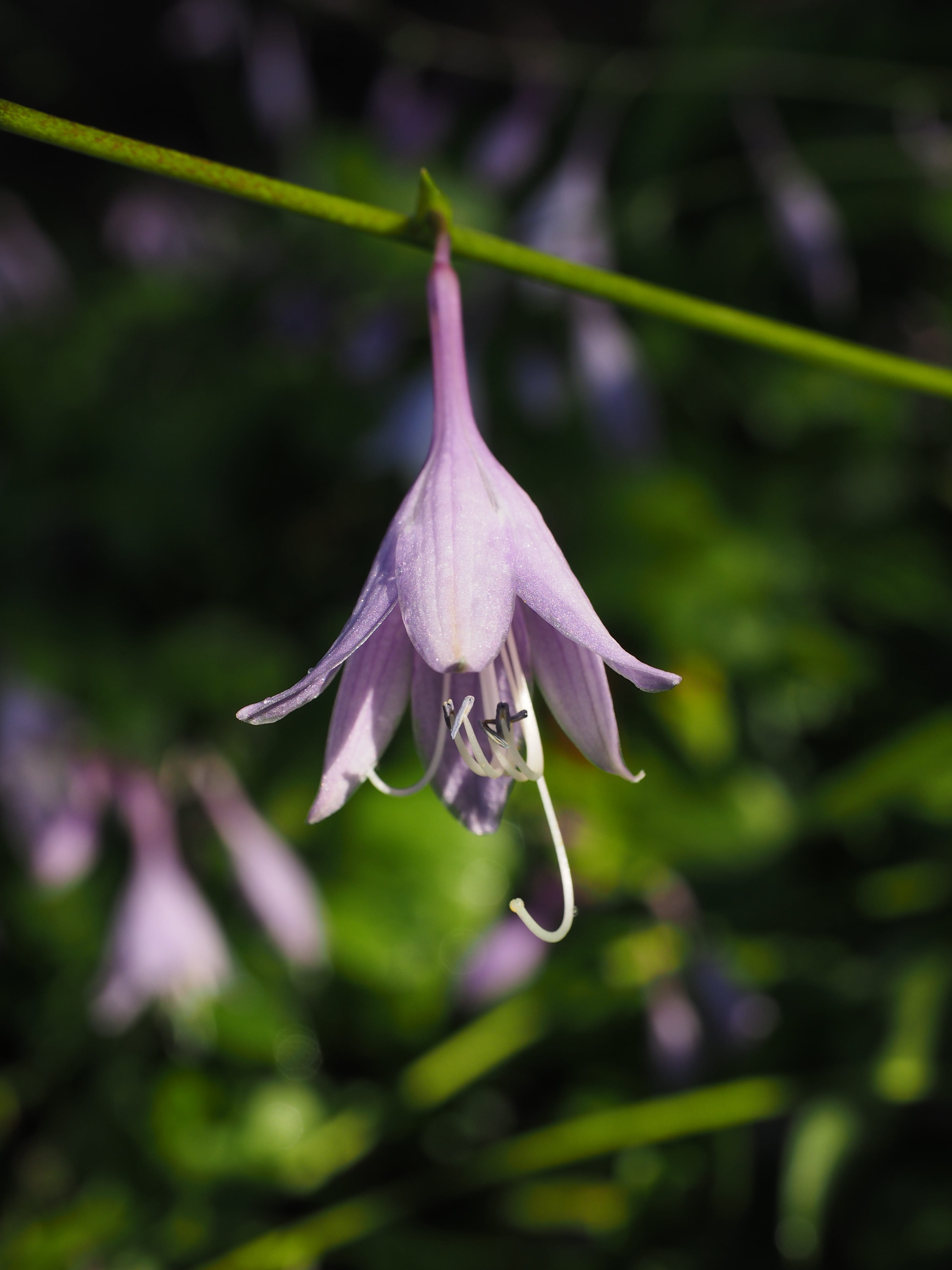 fragility, agavengewächs, freshness, plant stem, violet, selective focus, purity, leaf foliage plant, day, close-up, petal, no people, plant, plantain lily, Phone HD Wallpaper