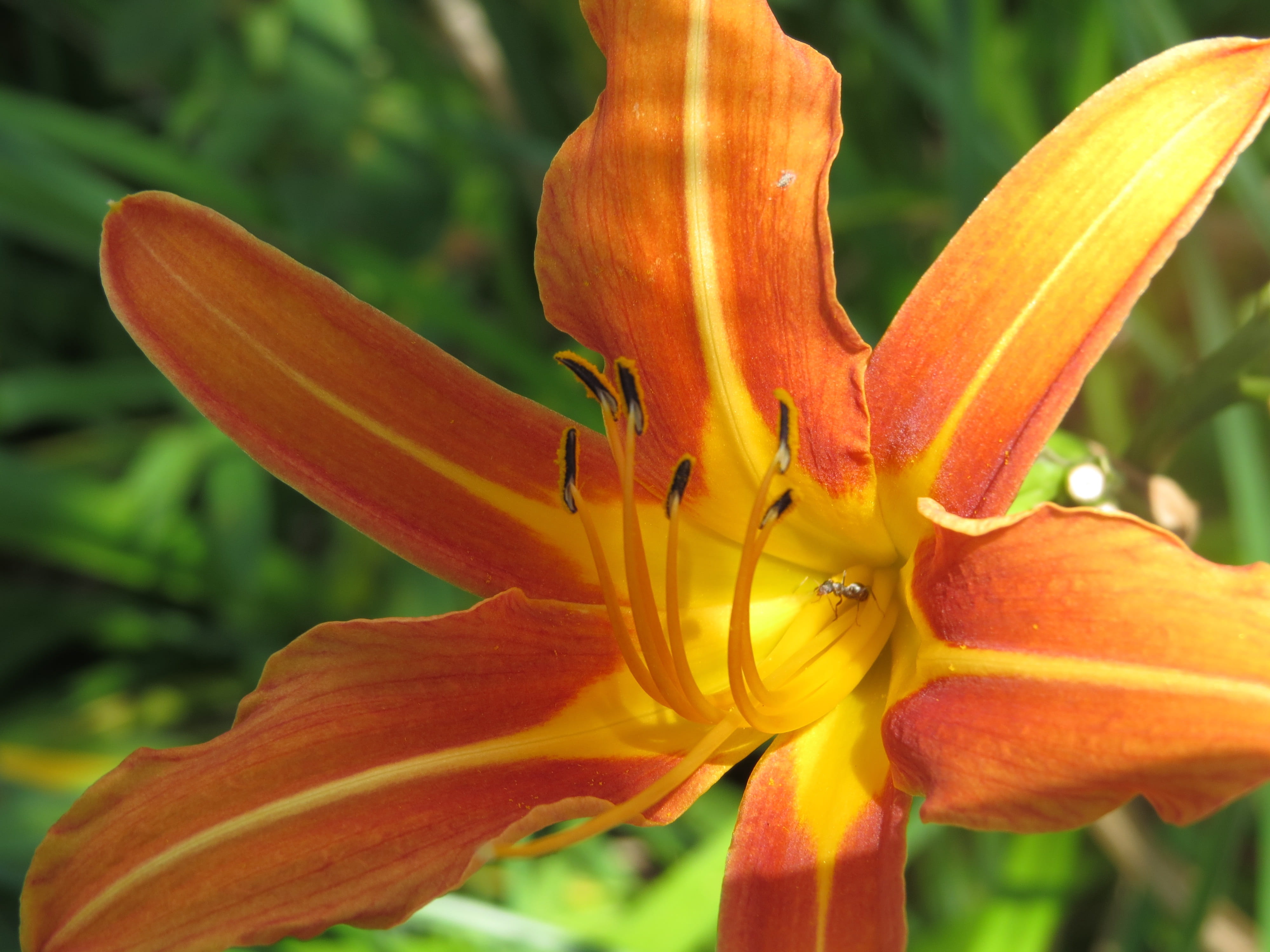 yellow, beauty in nature, plant, garden, floriculture, orange color, pollen, summer, no people, orange, close-up, petal, inflorescence, day, liliaceae, HD Wallpaper