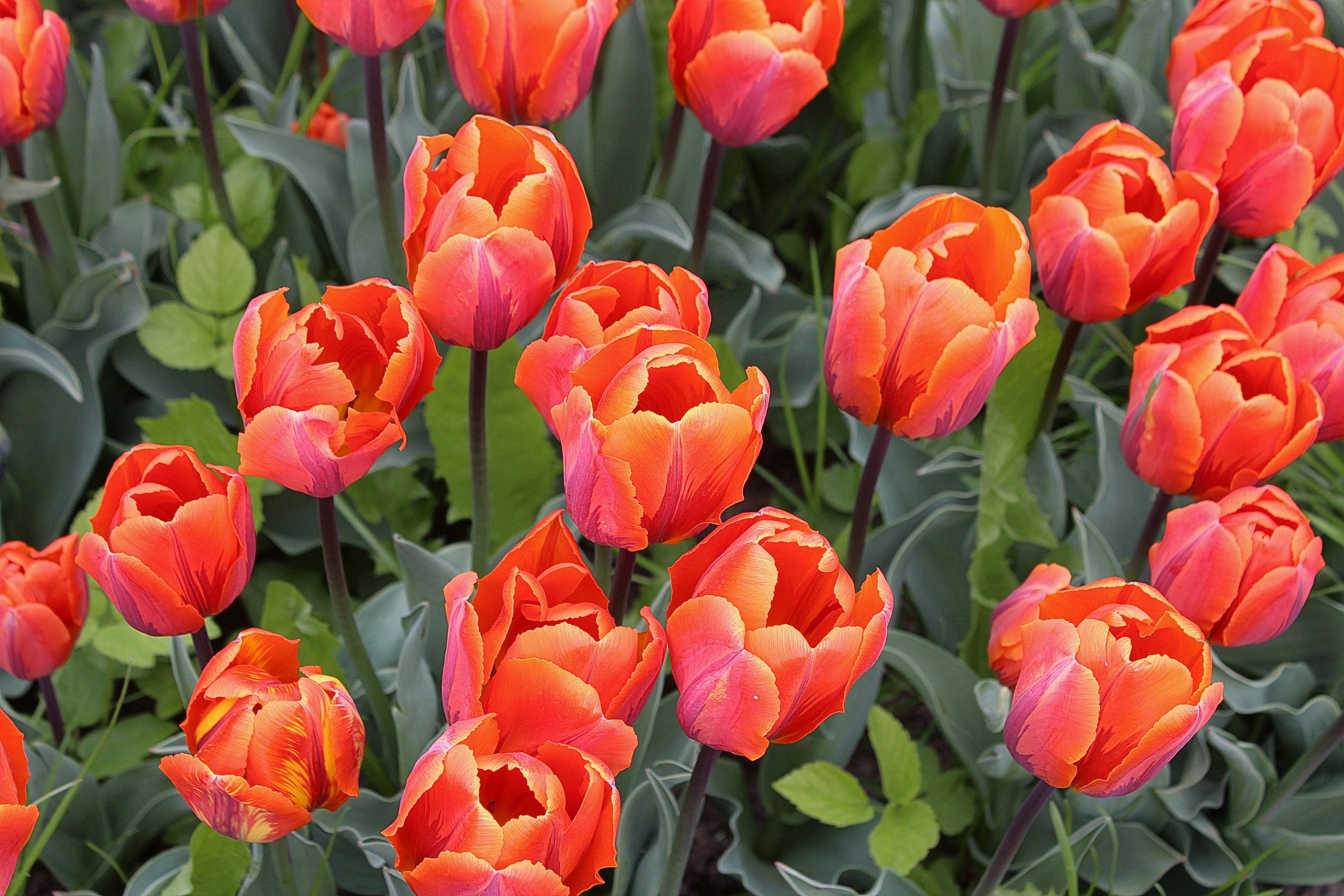 tulipa, beauty in nature, plant, inflorescence, gardening, flower head, color, tulip field, growth, garden plant, tulip, flowerbed, day, red, nature, freshness, HD Wallpaper