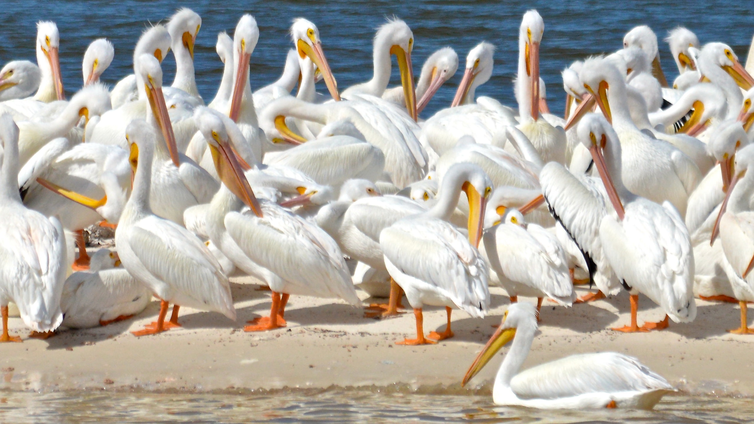 lives, america, desktop, hd, genus, pelecanus, large, erythrorhynchos, american, pelican, 2K, birds, north, pelecaniformes, water, white, HD Wallpaper