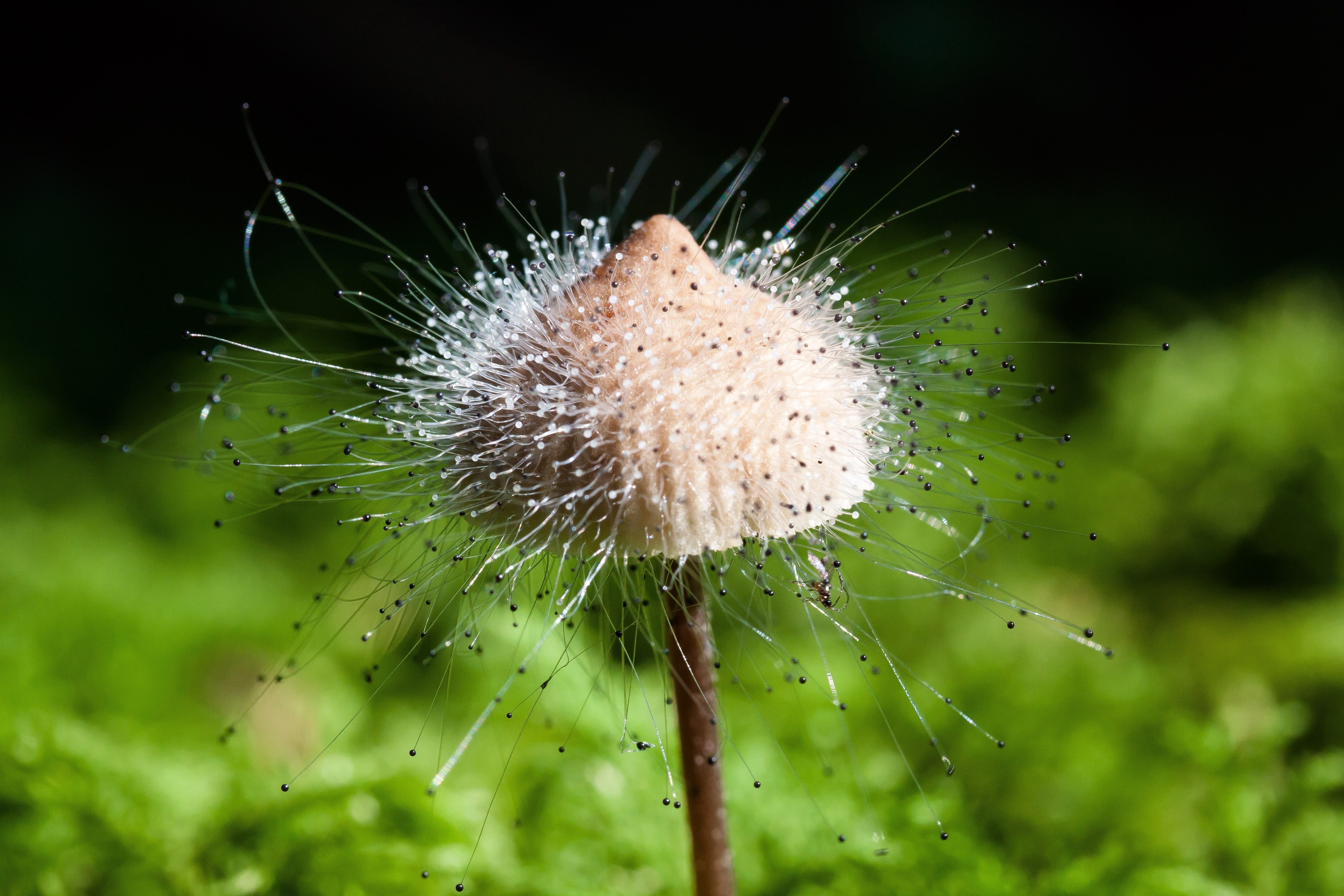beauty in nature, water, small, green, threads, close-up, droplets, fruiting bodies, focus on foreground, yoke like structures, plant, fragility, flowering plant, HD Wallpaper