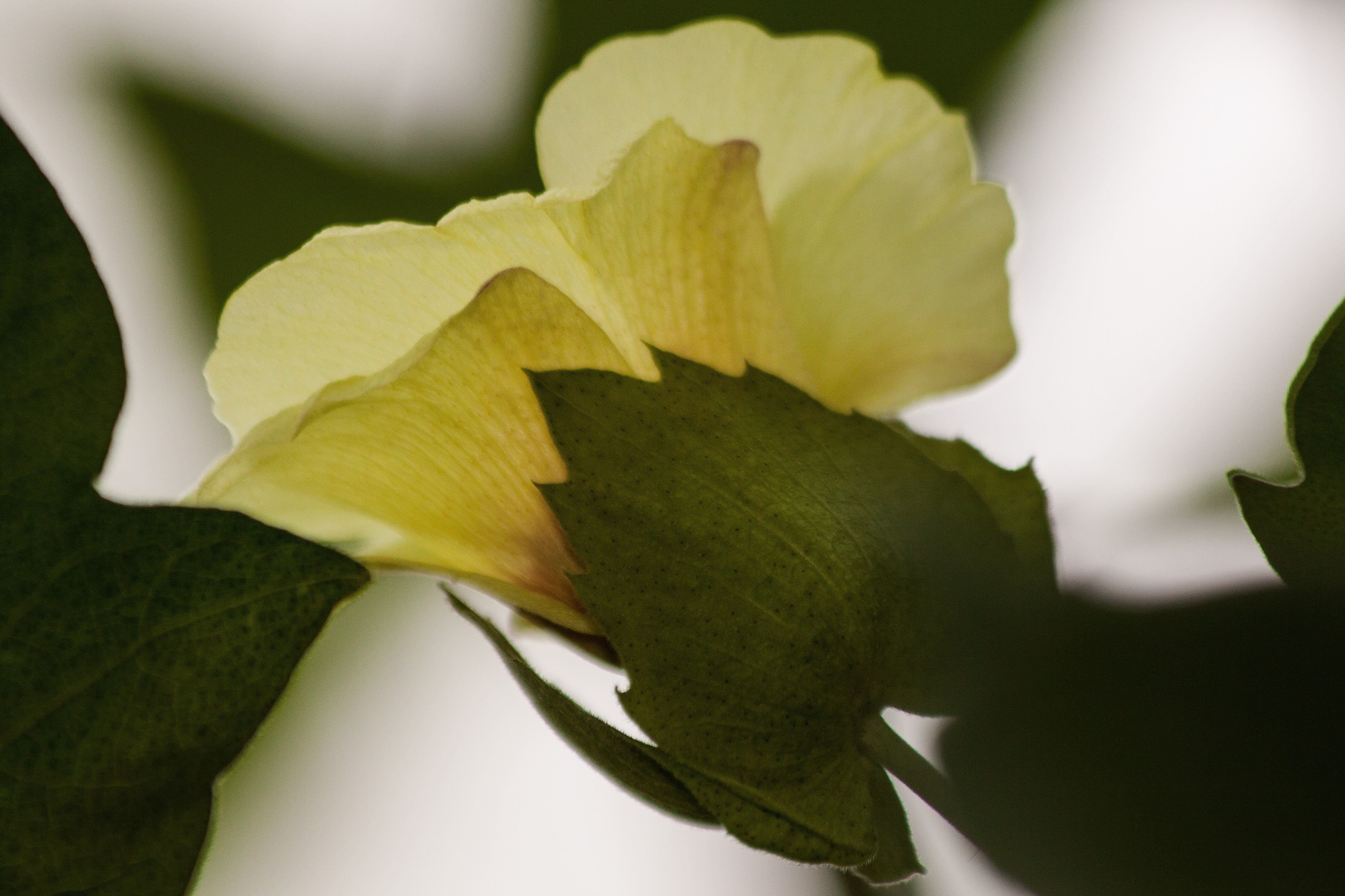 vulnerability, gossypium, cotton plant, flower, simplicity, nature, cotton, tropics, subtropics, mallow, beauty in nature, malvaceae, 4K, very old, crop, HD Wallpaper