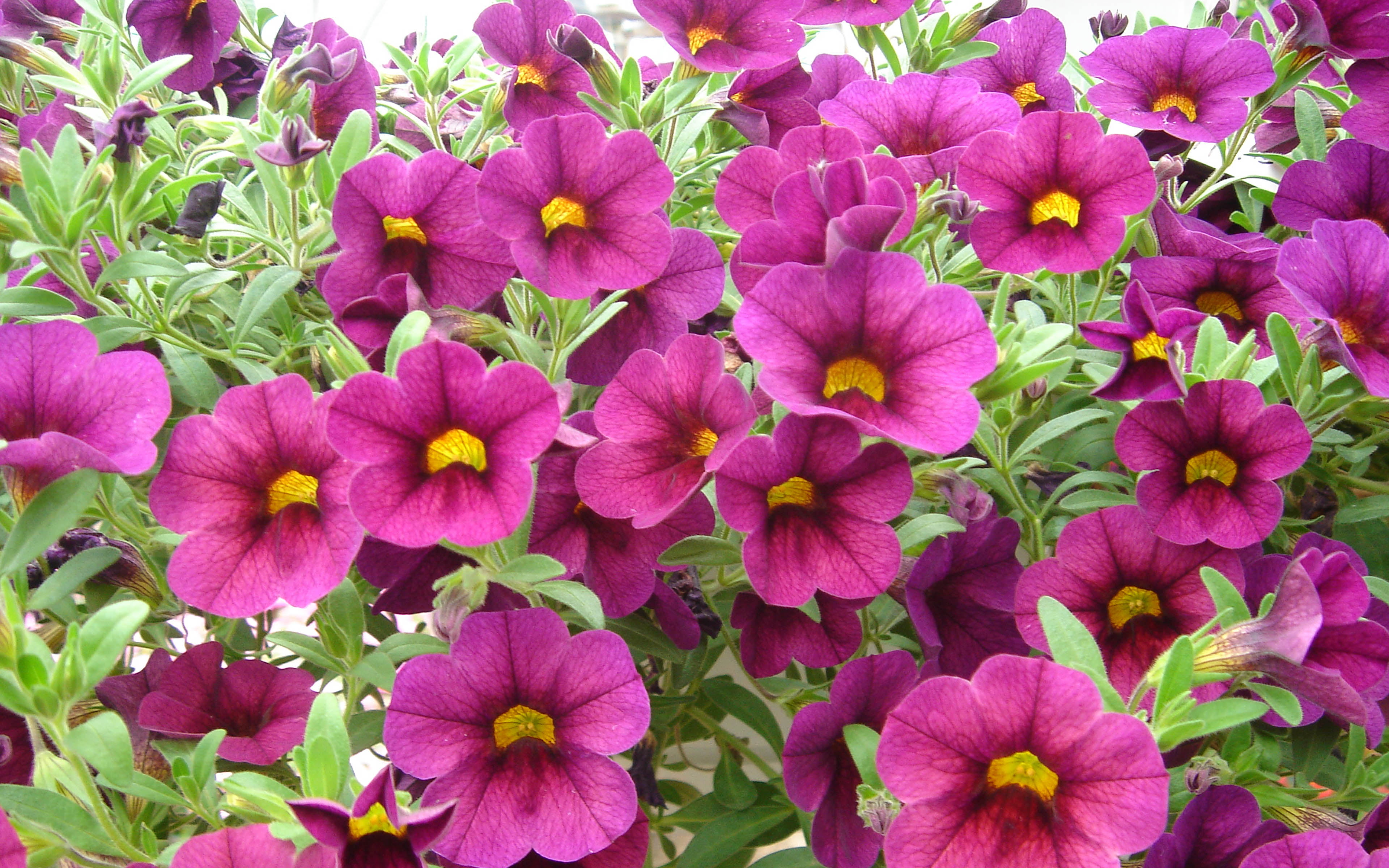 purple, flower head, pink, flowering plant, full frame, plants, freshness, springtime, outdoors, pink color, nature, growth, day, flowers, shaped, HD Wallpaper