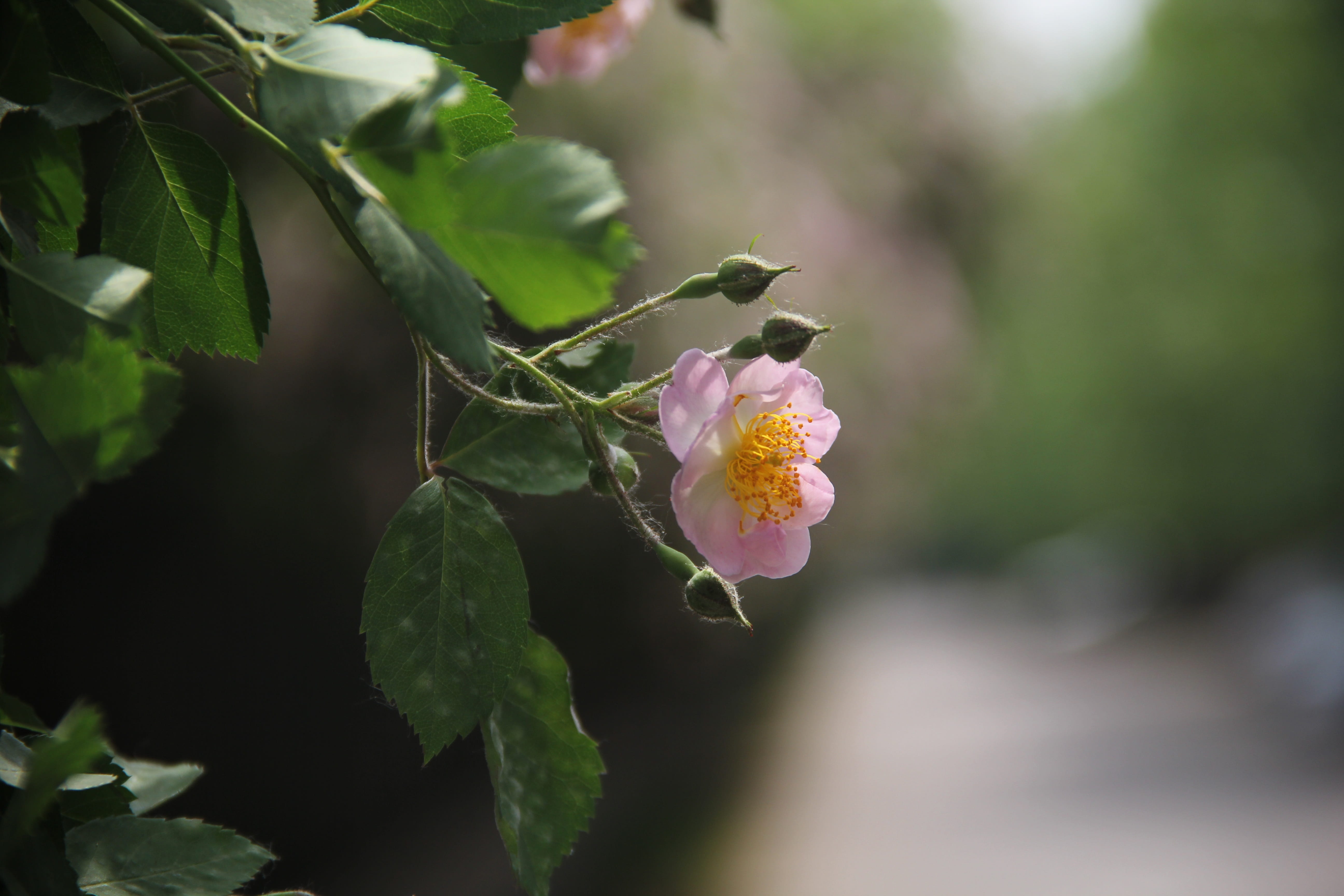 leaf, flower, springtime, plant part, fragility, no people, nature, original, focus on foreground, Original Film, dough rose, rose mesh section of the genus, HD Wallpaper