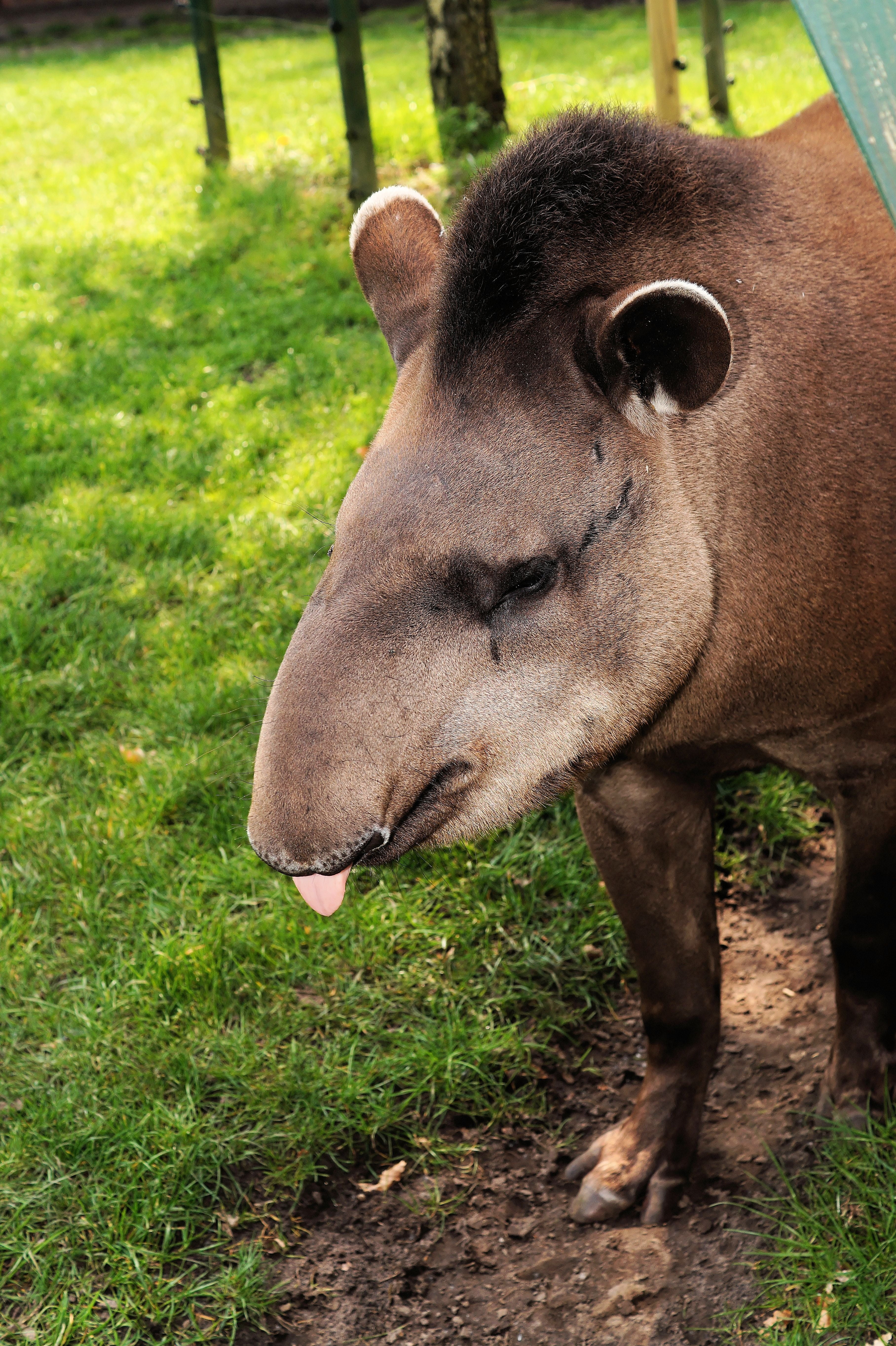 mammal, one animal, domestic, standing, animal body part, animal head, 5K, domestic animals, tapir, field, perissodactyla, old genus, day, animal, land, Phone HD Wallpaper