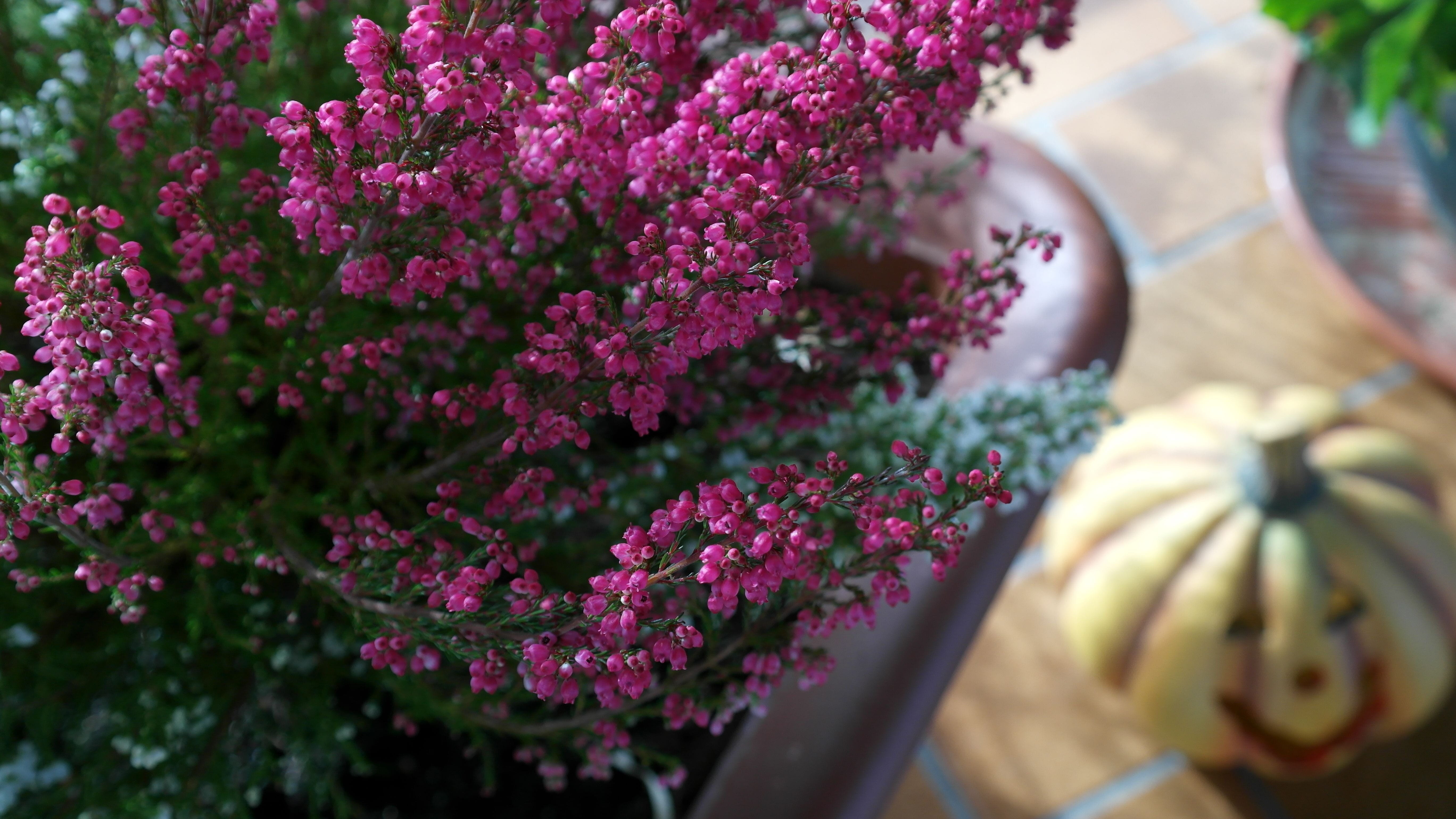 no people, 5K, plant, ericaceae, close-up, gardening, flowering plant, food and drink, freshness, outdoors, erika, food, growth, purple, garden, flowers, HD Wallpaper