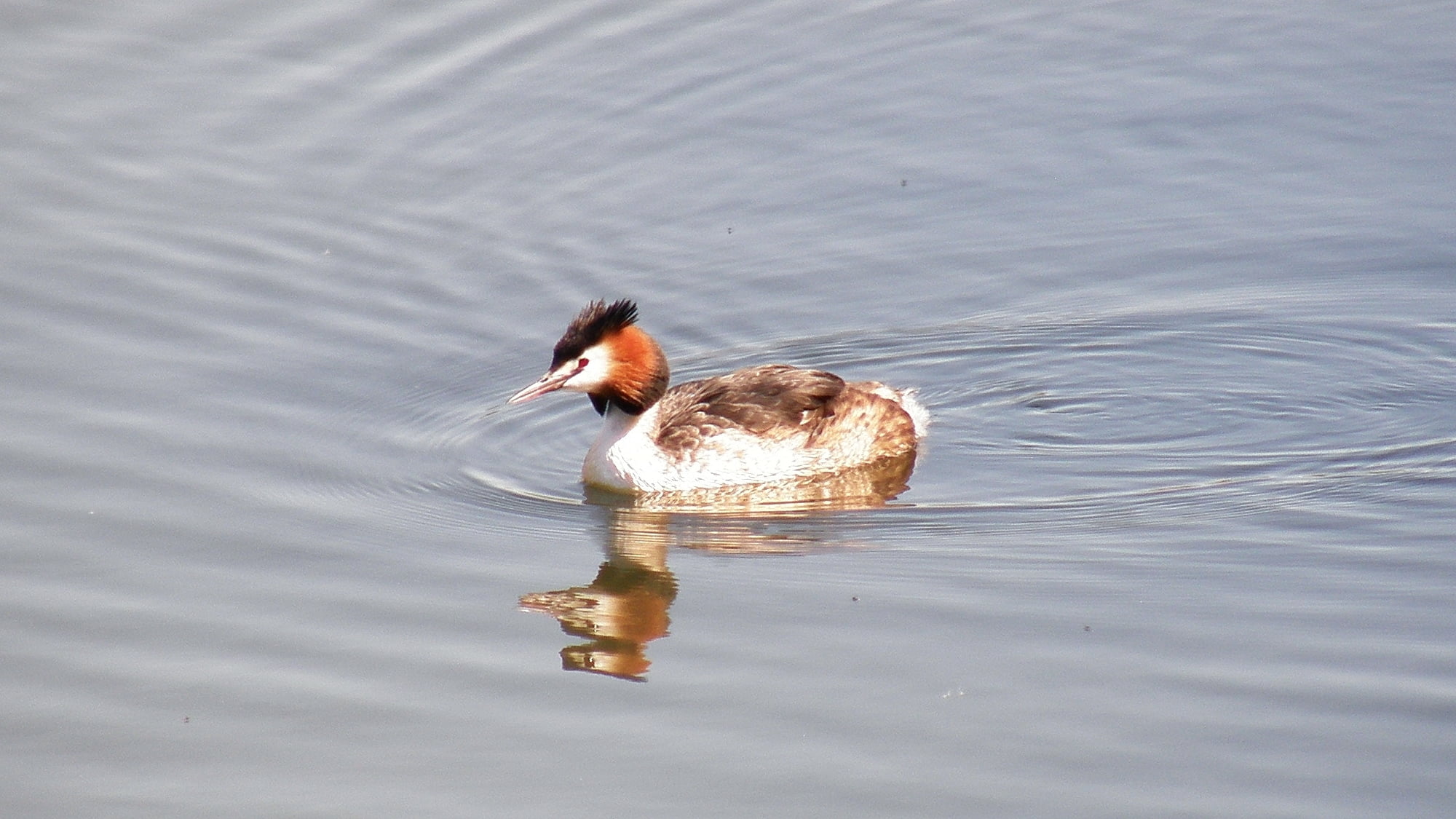 lake, brown, grebe, Chordata, brown bird, Animalia, great crested grebe, animals In The Wild, 1080P, family, pond, Olympus, mallard Duck, binomial, beak, HD Wallpaper