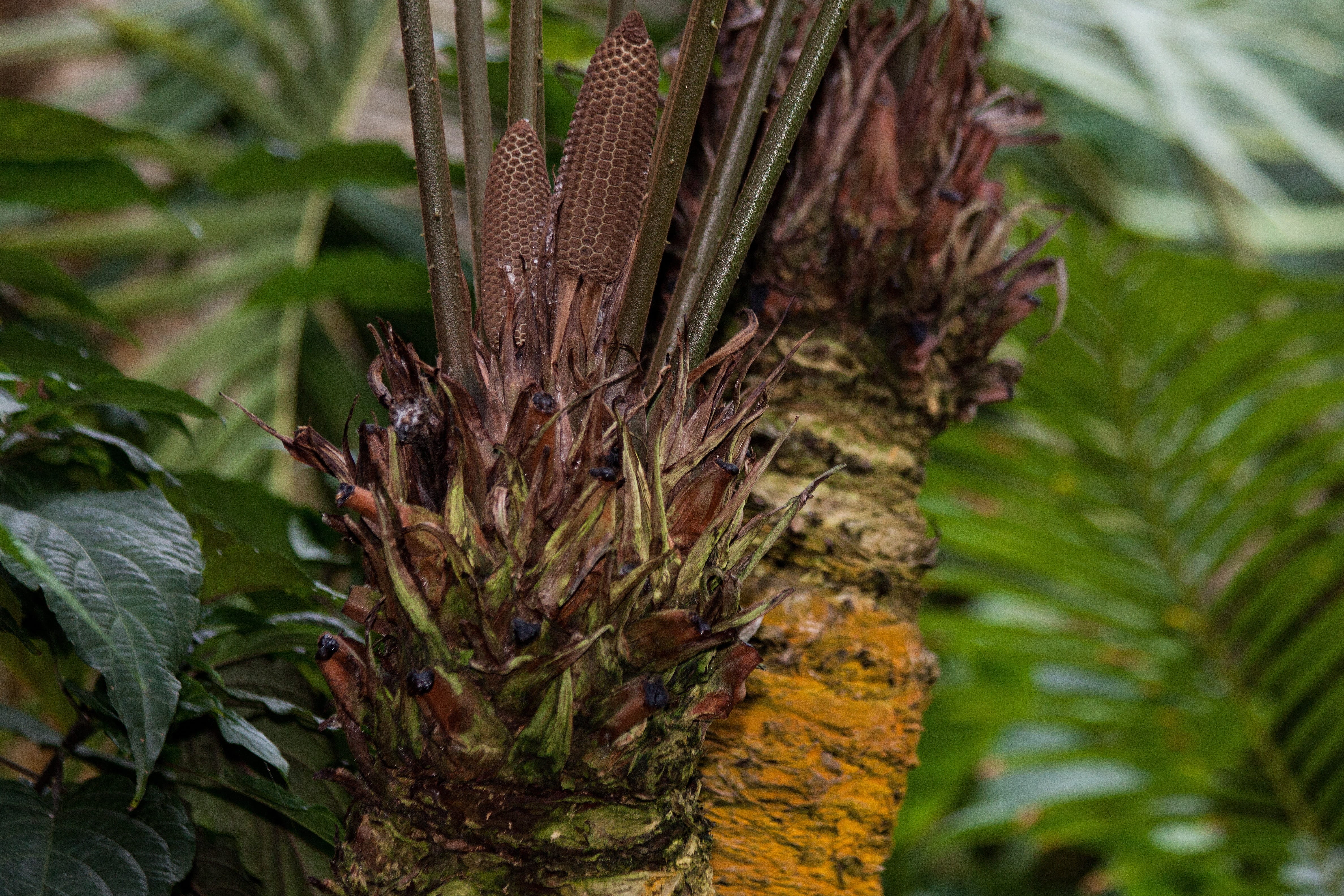 Cycad, tree trunk, growth, Male Plant, Genus, pine tree, bark, outdoors, two, flora, zamia lindenii, nature, selective focus, brown, focus on foreground, HD Wallpaper