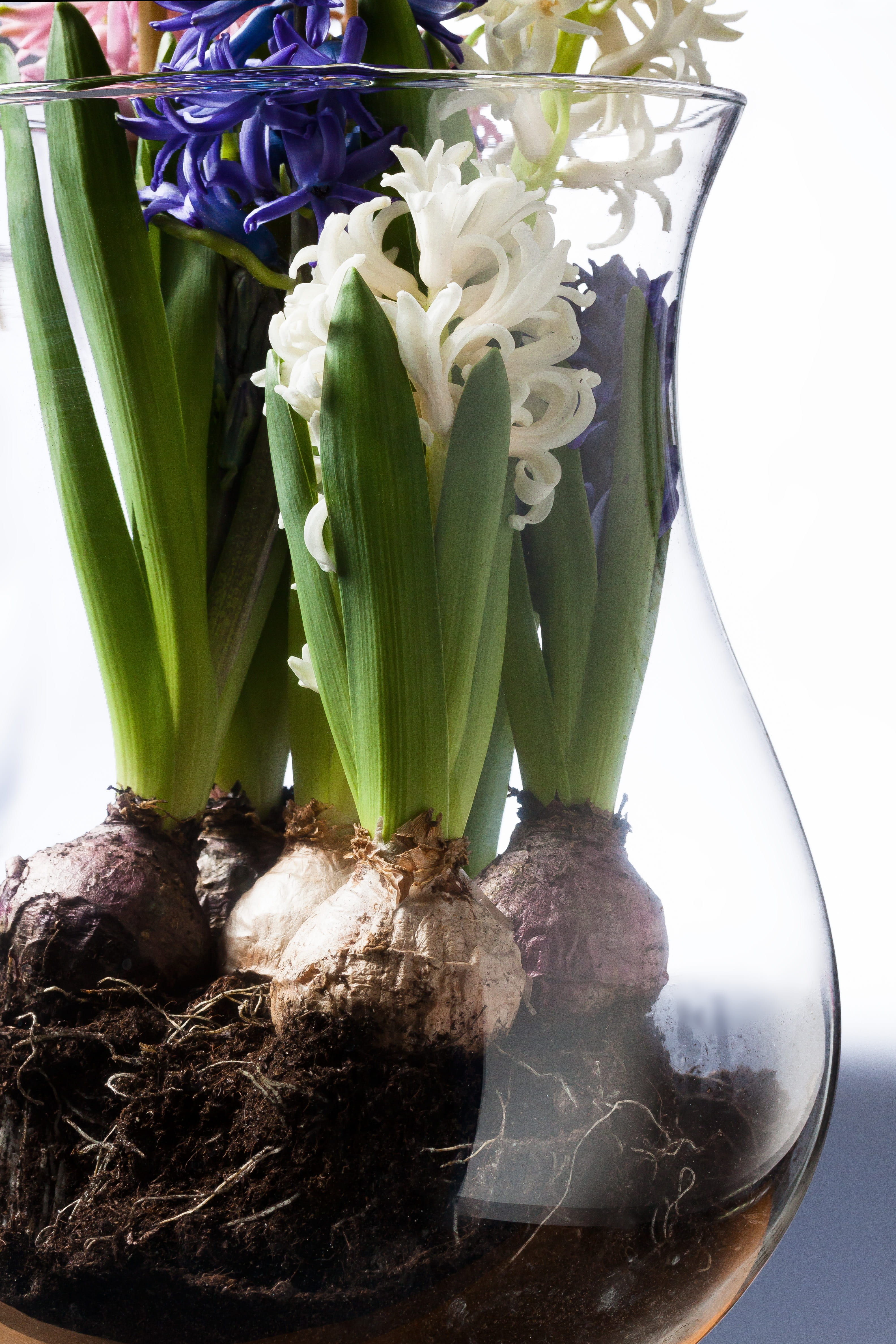 pink, decoration, flowering plant, plant part, indoors, nature, plant, bouquet, spring, hyacinthus orientalis, onion, flower arrangement, 4K, asparagus plants, Phone HD Wallpaper