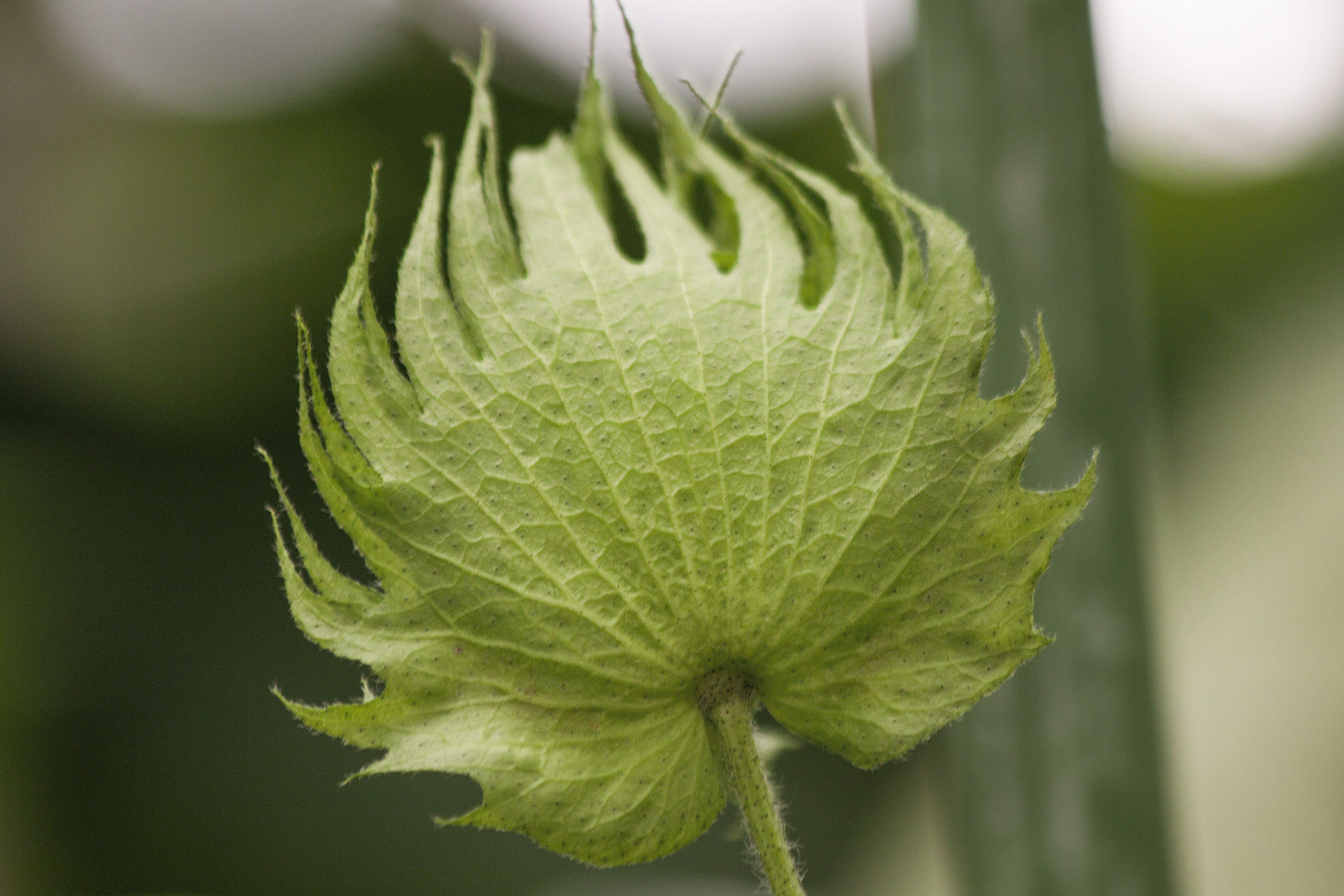 leaf, plant, malvaceae, Fruit, no people, delicate, mallow, flower, outdoors, 4K, Gossypium, freshness, green, nature, flora, flowering plant, sepal, fragility, HD Wallpaper