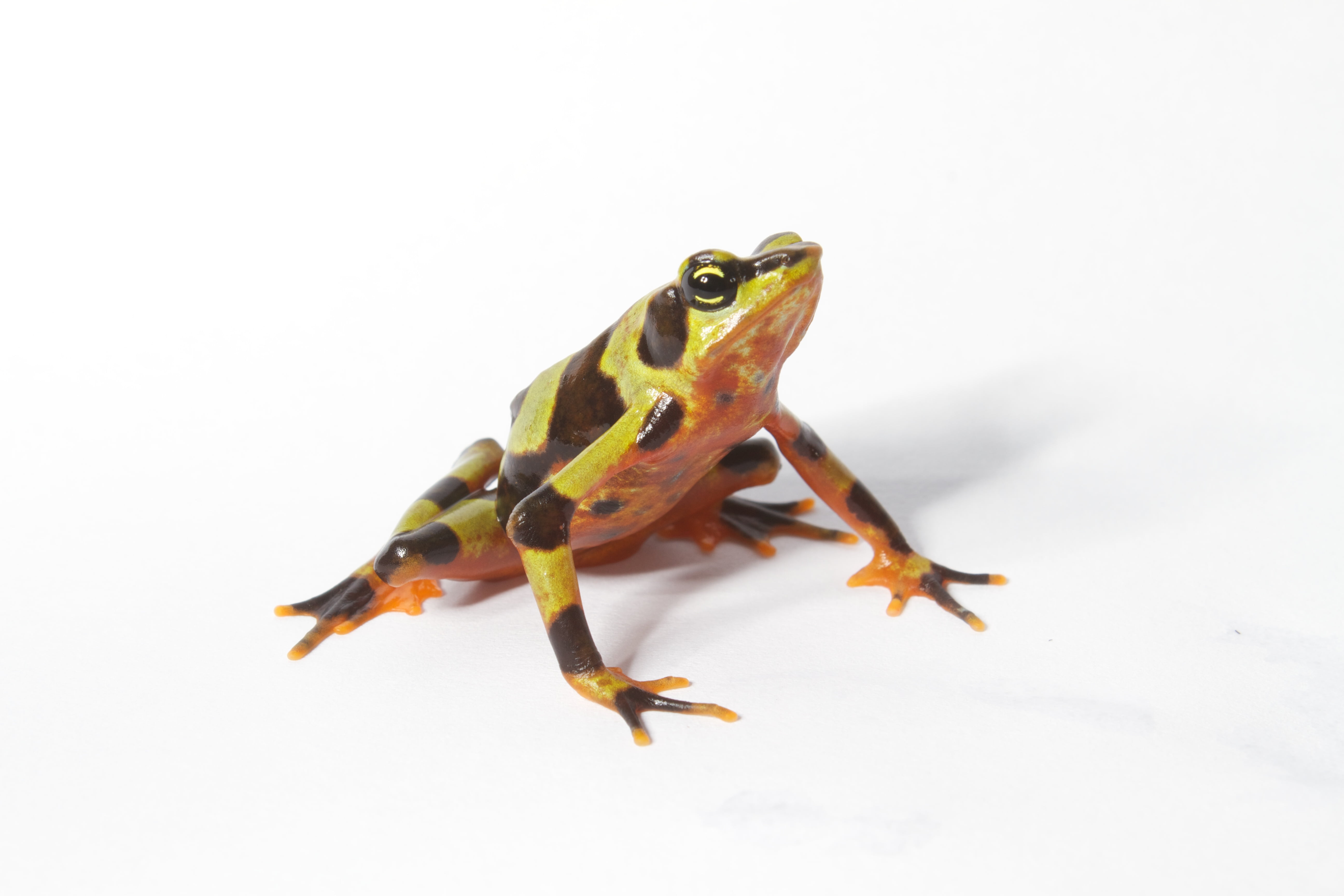 Clown, taxonomy, atelopus, Atelopus varius, varius, binomial, close-up, Amphibia, Harlequin Frog, Bufonidae, black frog, nature, Chordata, Rana, toad, common=Harlequin, HD Wallpaper