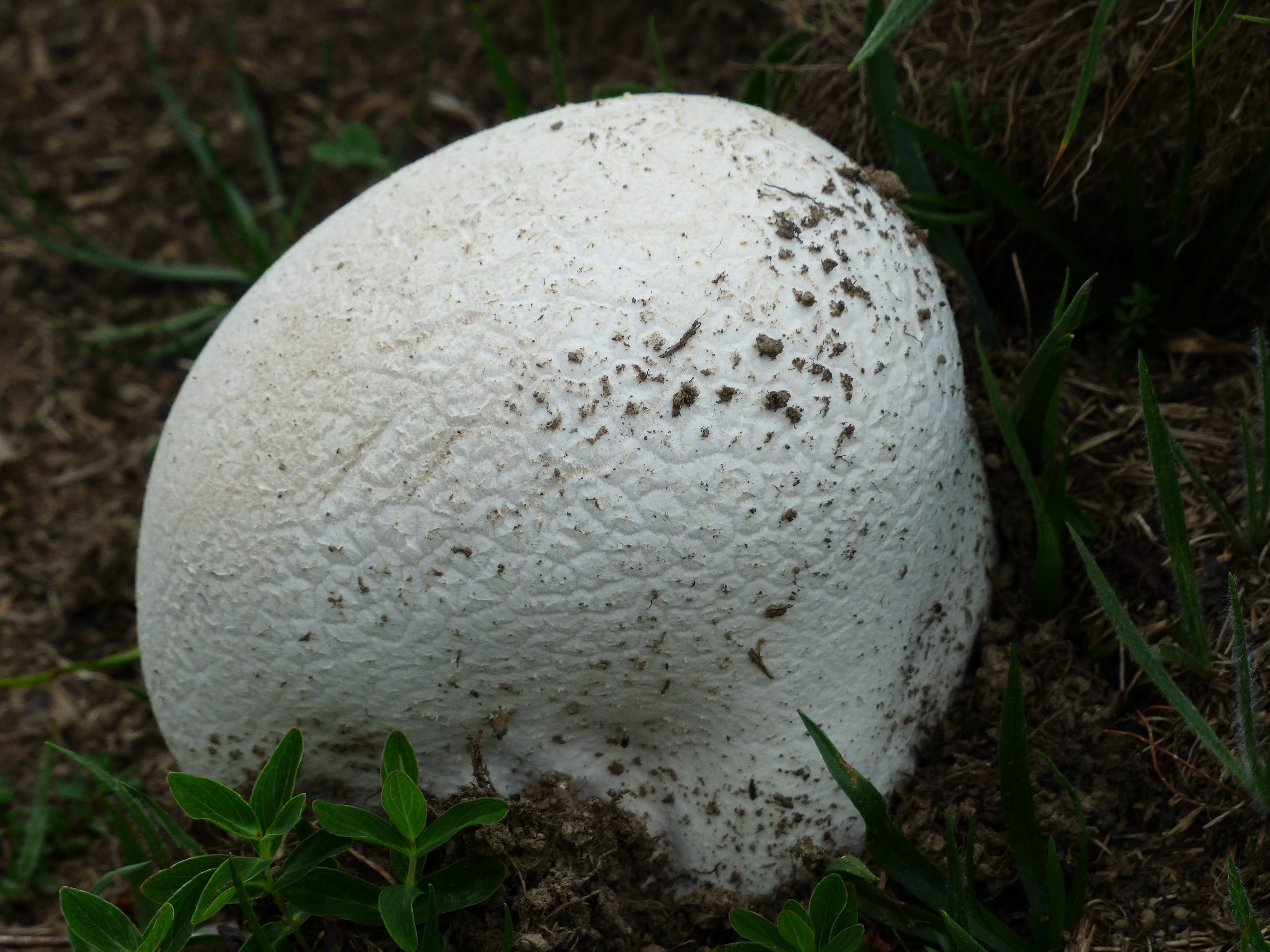 langermannia gigantea, field, vegetable, plant, white color, lycoperdon gigantea, grass, land, nature, no people, mushroom relative, 4K, gastromycetidae, HD Wallpaper