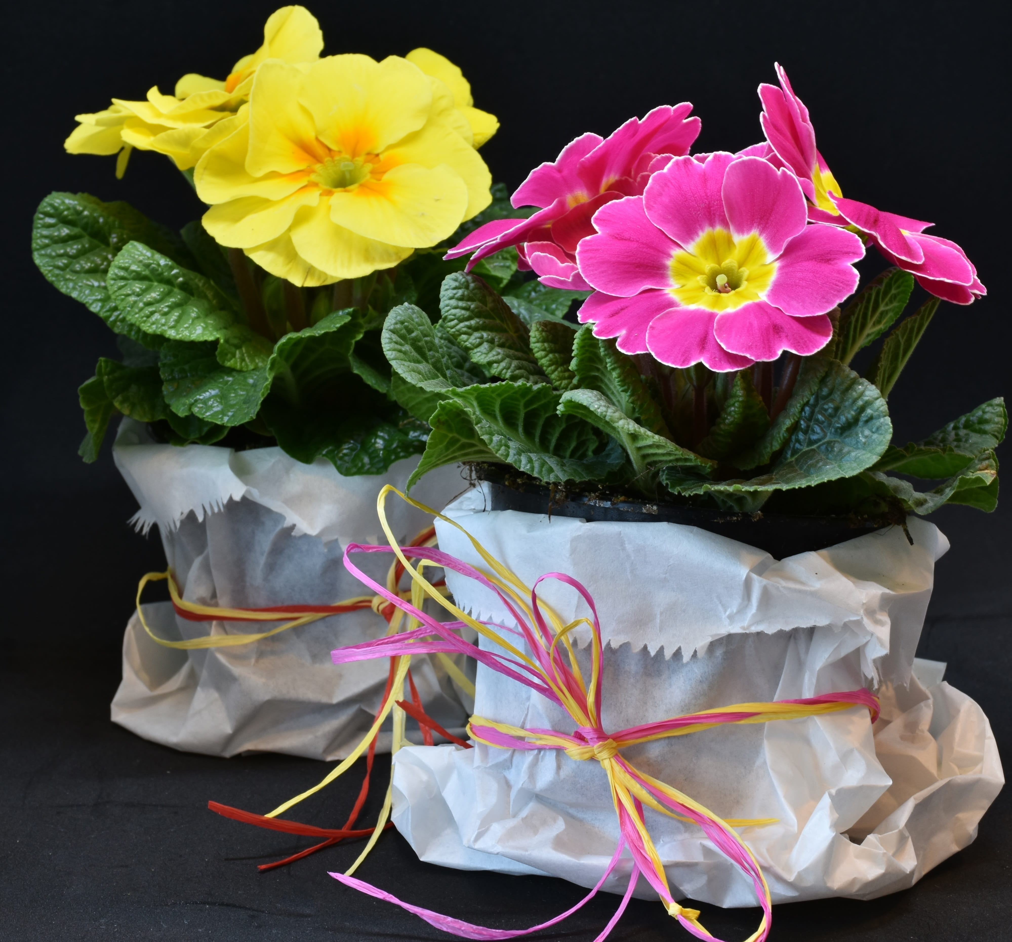 romance, inflorescence, indoors, close-up, beauty in nature, leaf, pink color, flowers, magenta, color, plant part, give, primula vulgaris hybrid, freshness, HD Wallpaper