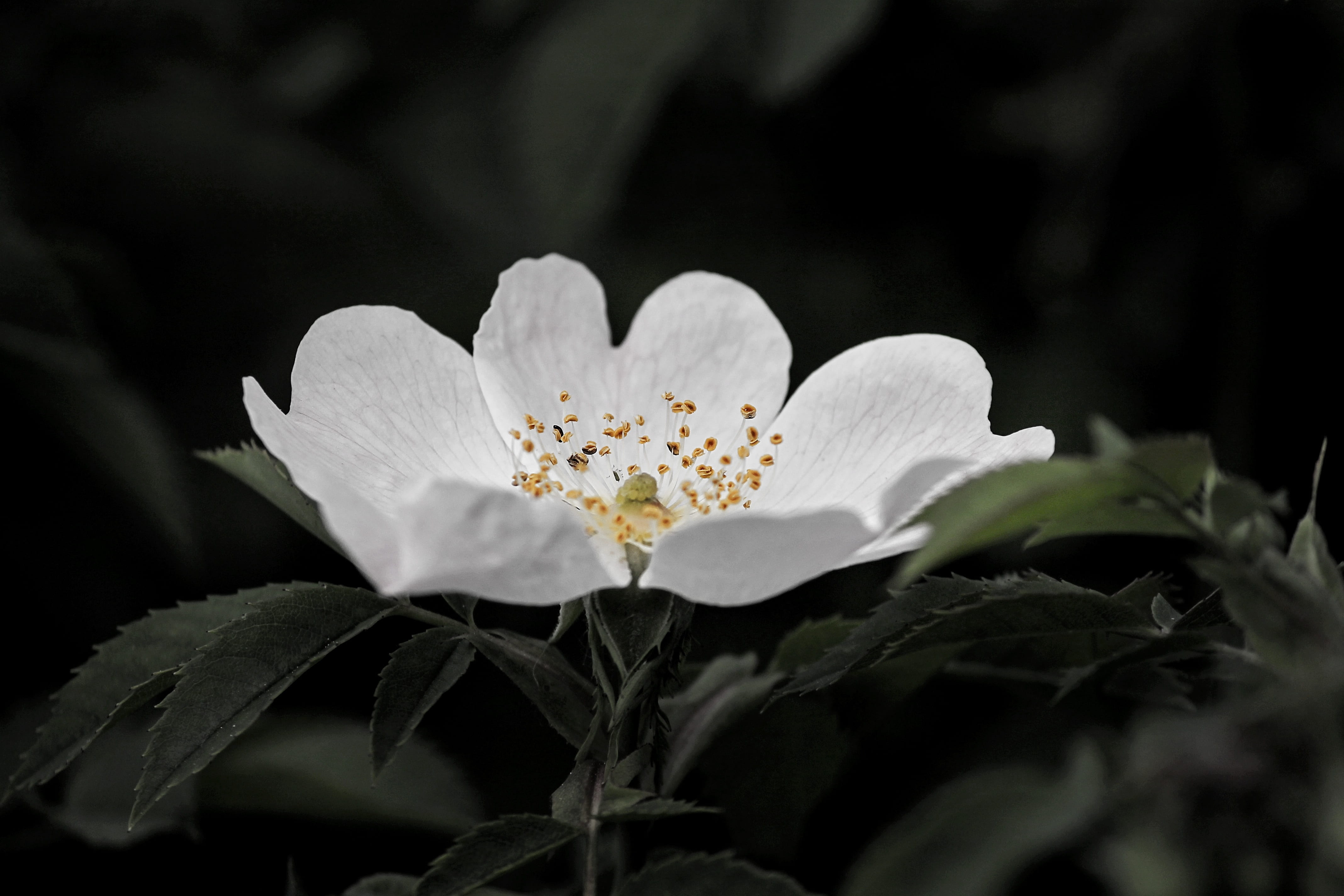 shadow, selective focus, growth, beauty in nature, garden, inflorescence, nature, 4K, bush, wild flowers, pink corymbifera, leaf, flower, vulnerability, HD Wallpaper