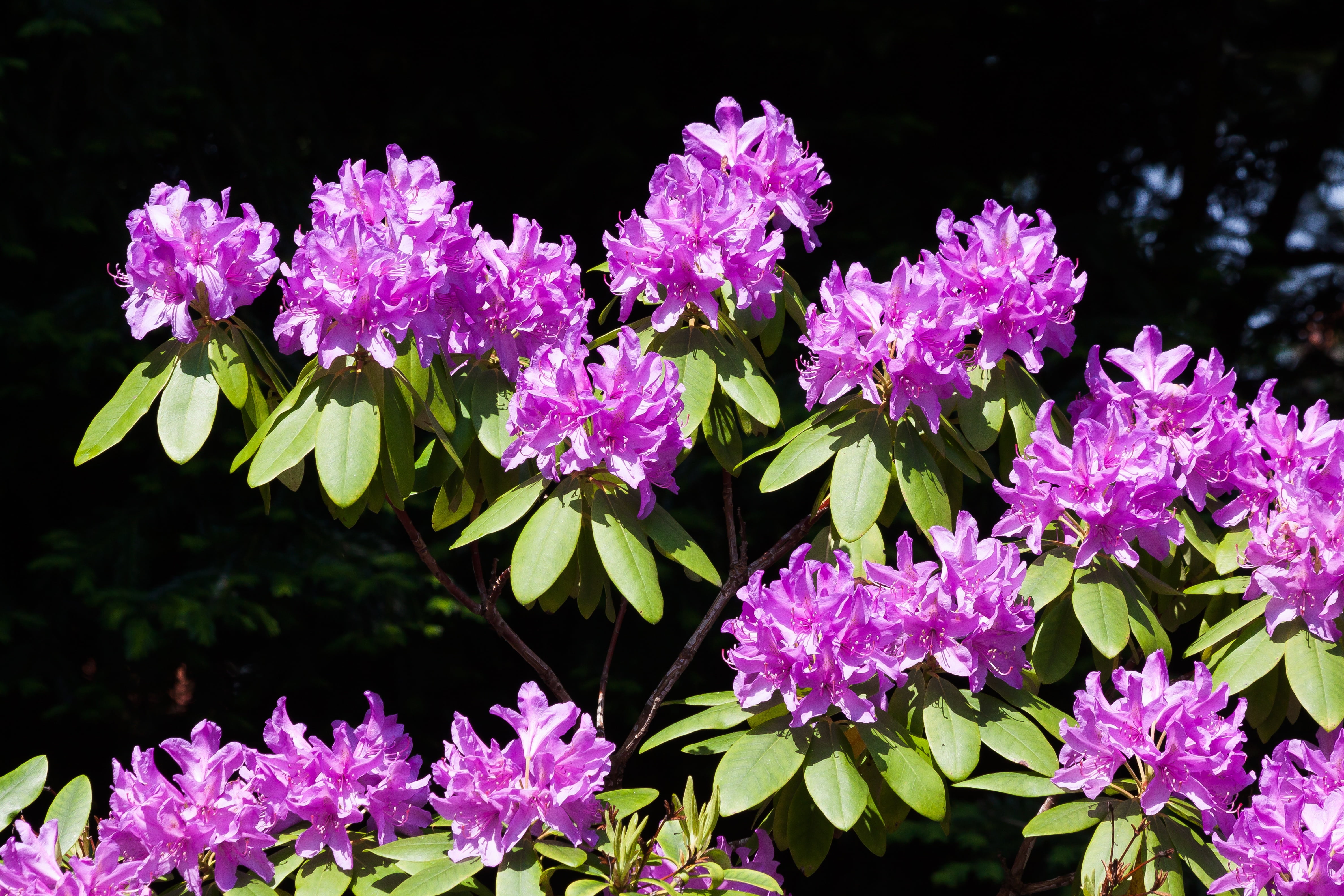 purple, flowerbed, leaf, growth, 4K, close-up, day, no people, pink color, inflorescences, springtime, family of ericaceae, botany, plant, doldentraub, HD Wallpaper