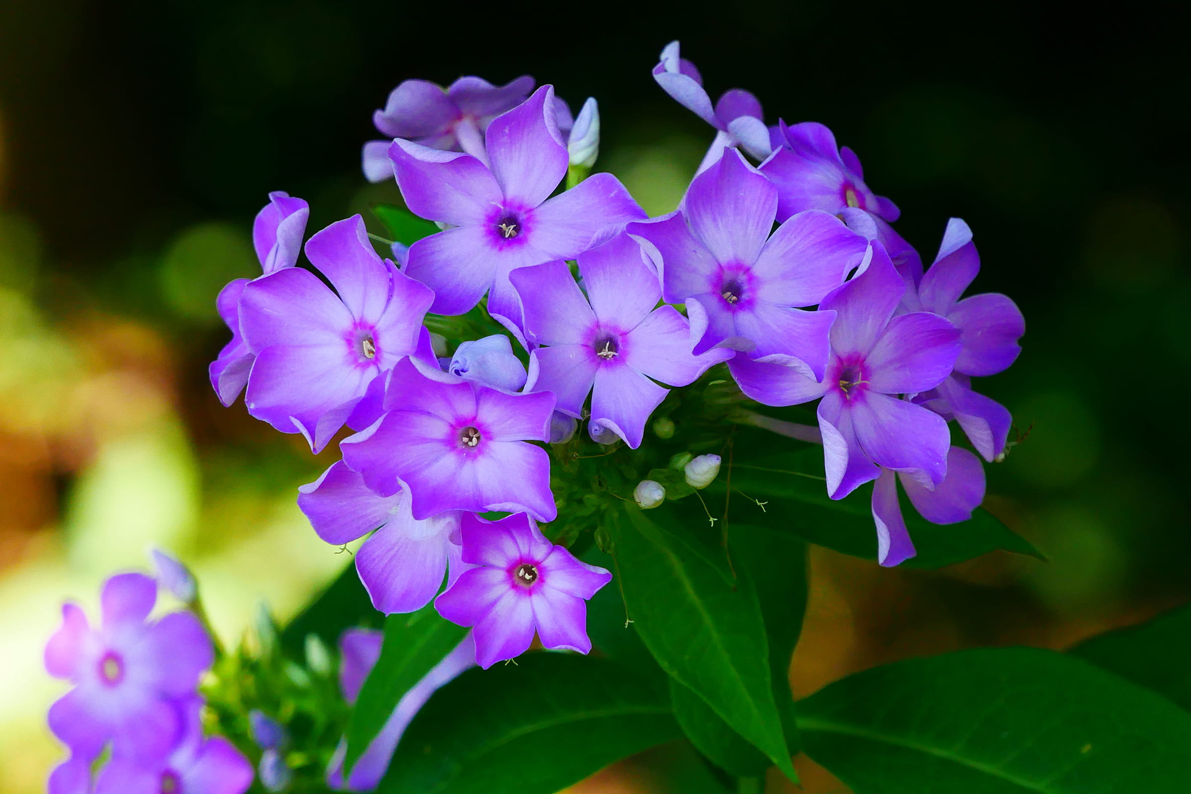 focus on foreground, softness, photos, phlox, growth, flowers, flower image, flower images, springtime, lilac, garden phlox, petal, phlox plant, purple, HD Wallpaper