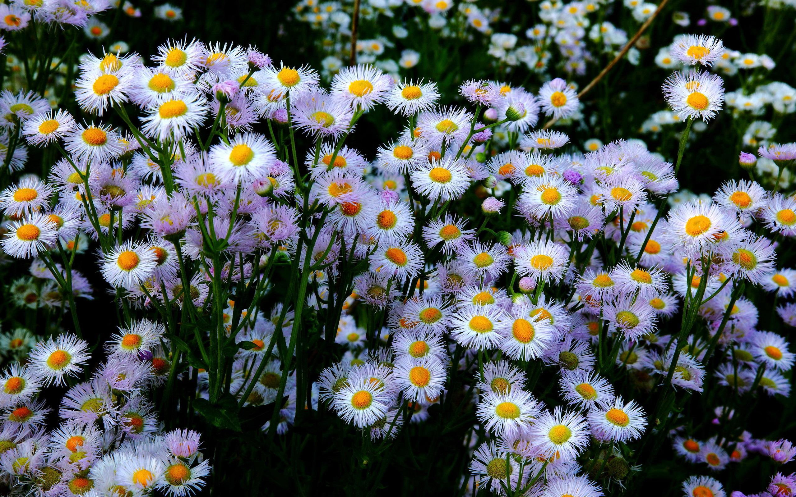 field, bellis perennis, white, flower, 2560x1600, 2K, perennis, flowers, bellis, HD Wallpaper