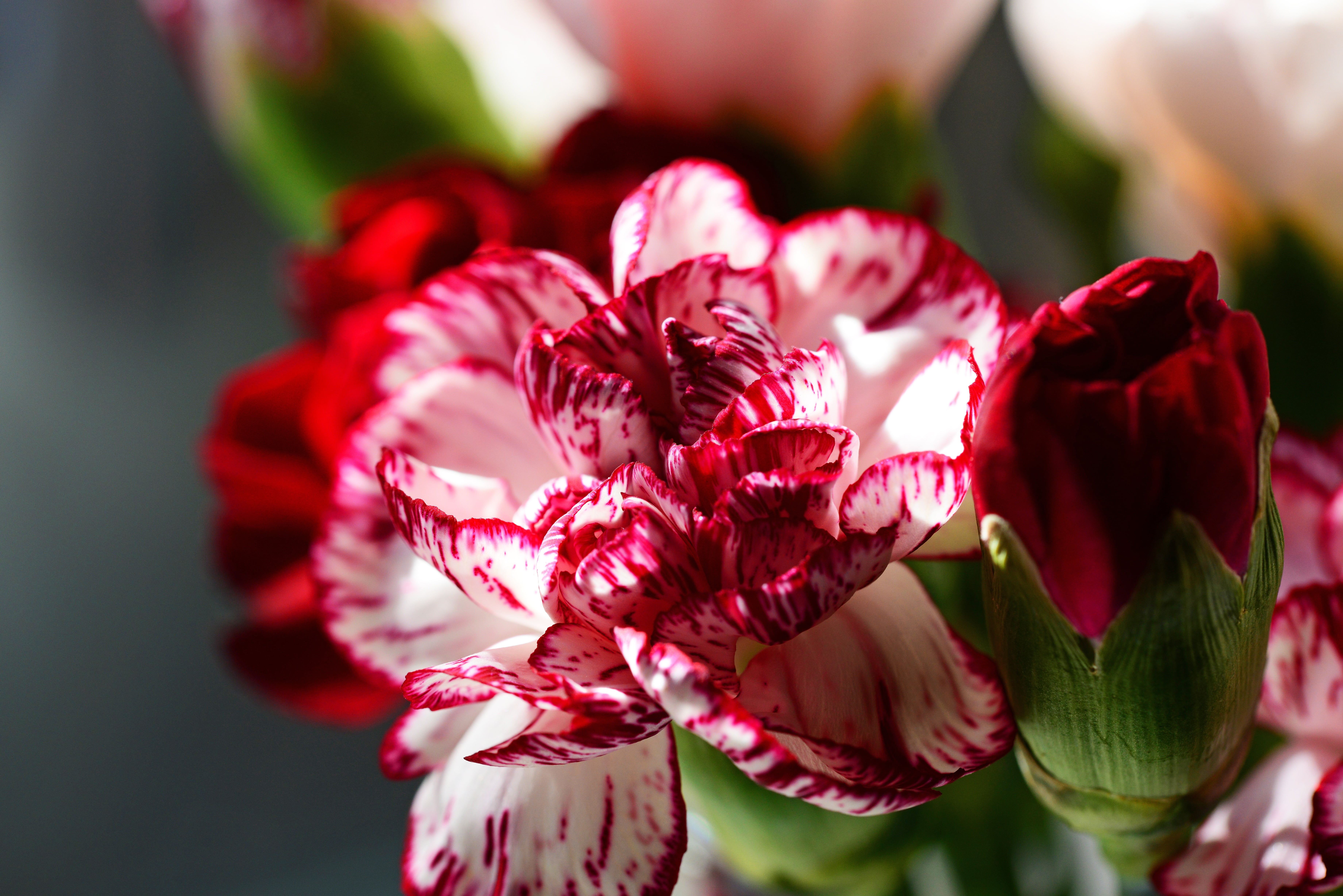 boutonnière, detail, flower arrangement, springtime, plant, beauty in nature, grey leaf, red and white, no people, dianthus caryophyllus, inflorescence, HD Wallpaper