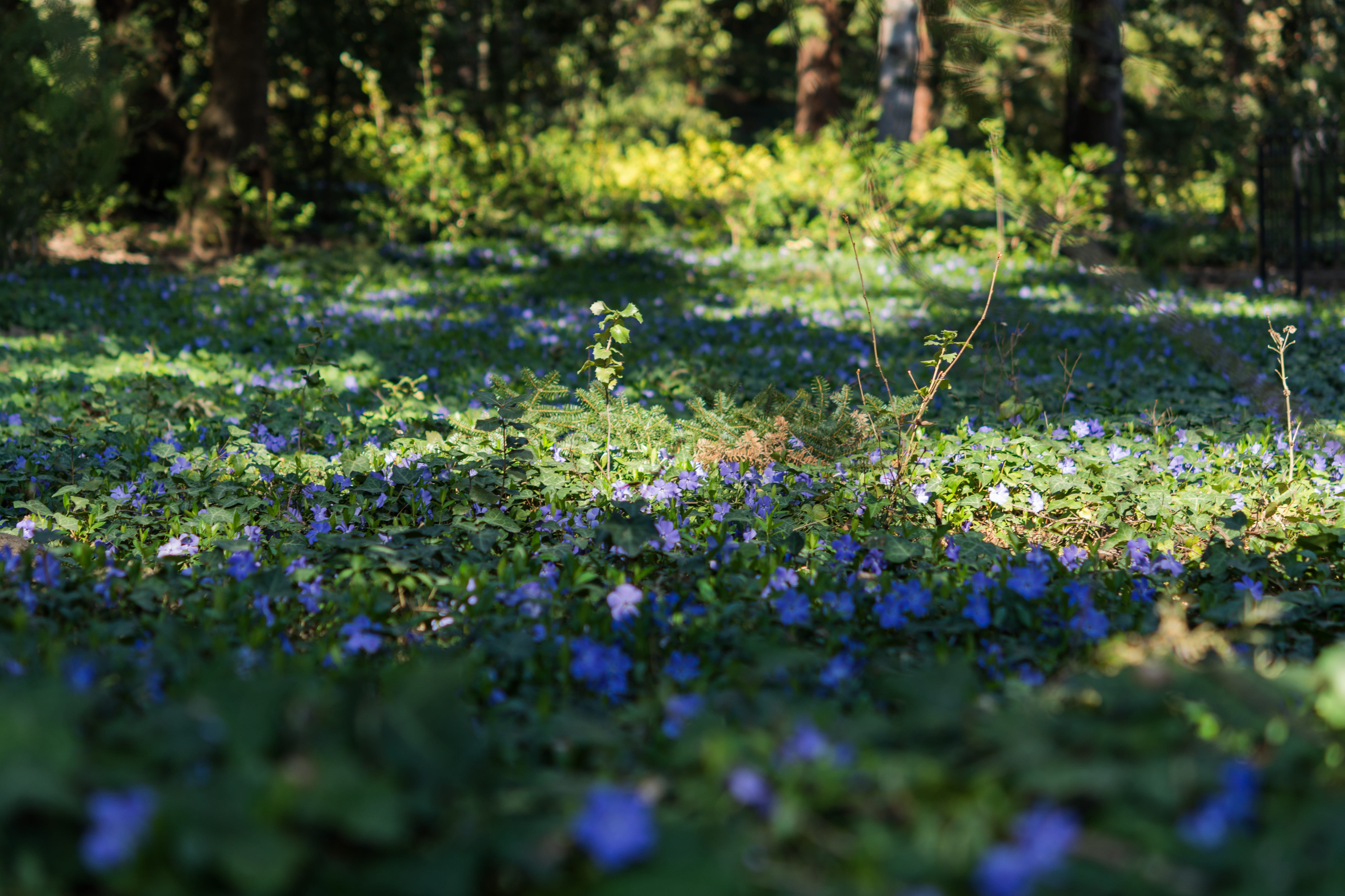 outdoors, field, flowering plant, plant, perennial, close-up, garden, freshness, fragility, floral background, selective focus, flower, no people, land, HD Wallpaper