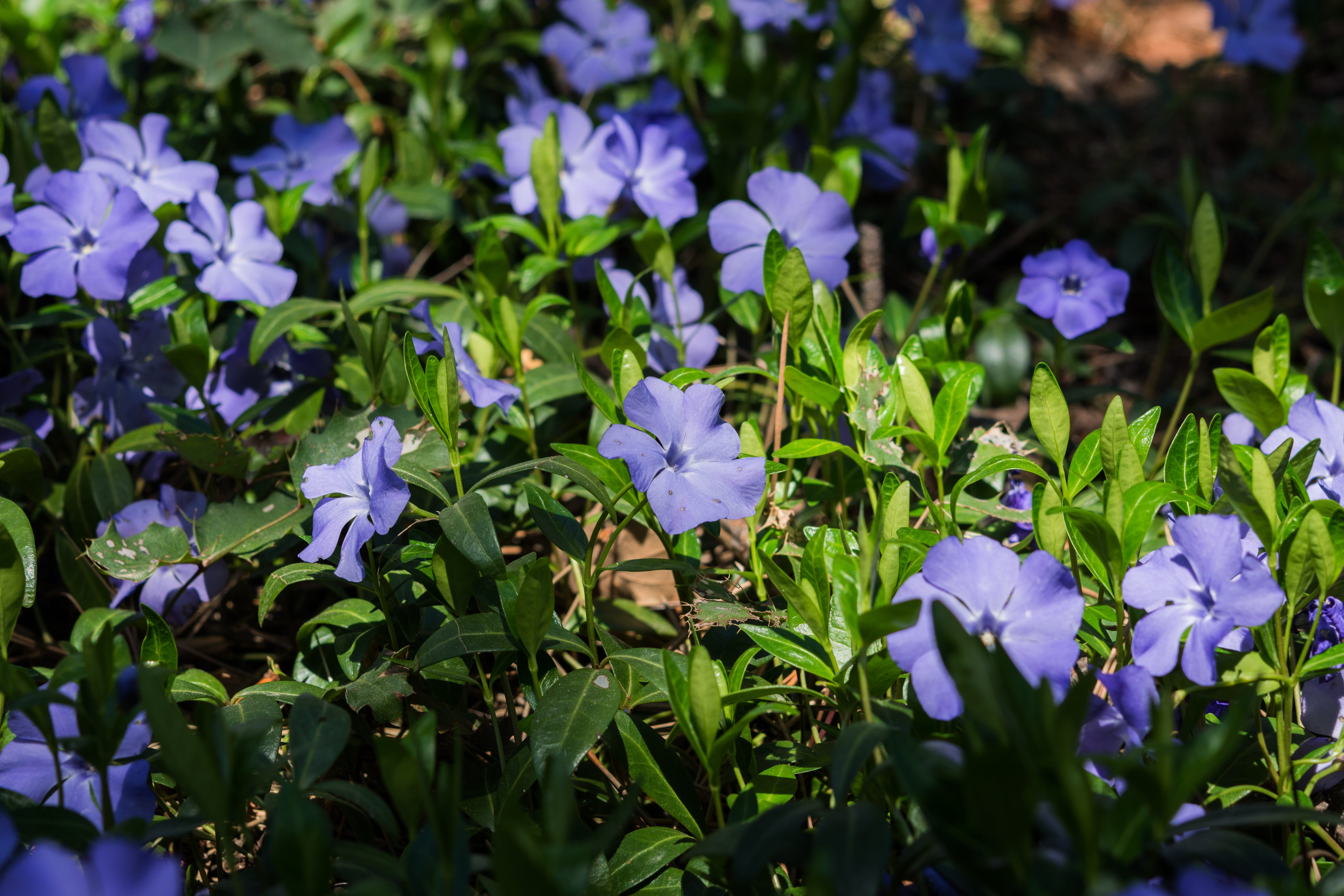 sunbeam, periwinkle, perennial, outdoors, 5K, light, beauty in nature, purple, fragility, growth, evening, field, botany, dusk, freshness, april, atmospheric, HD Wallpaper