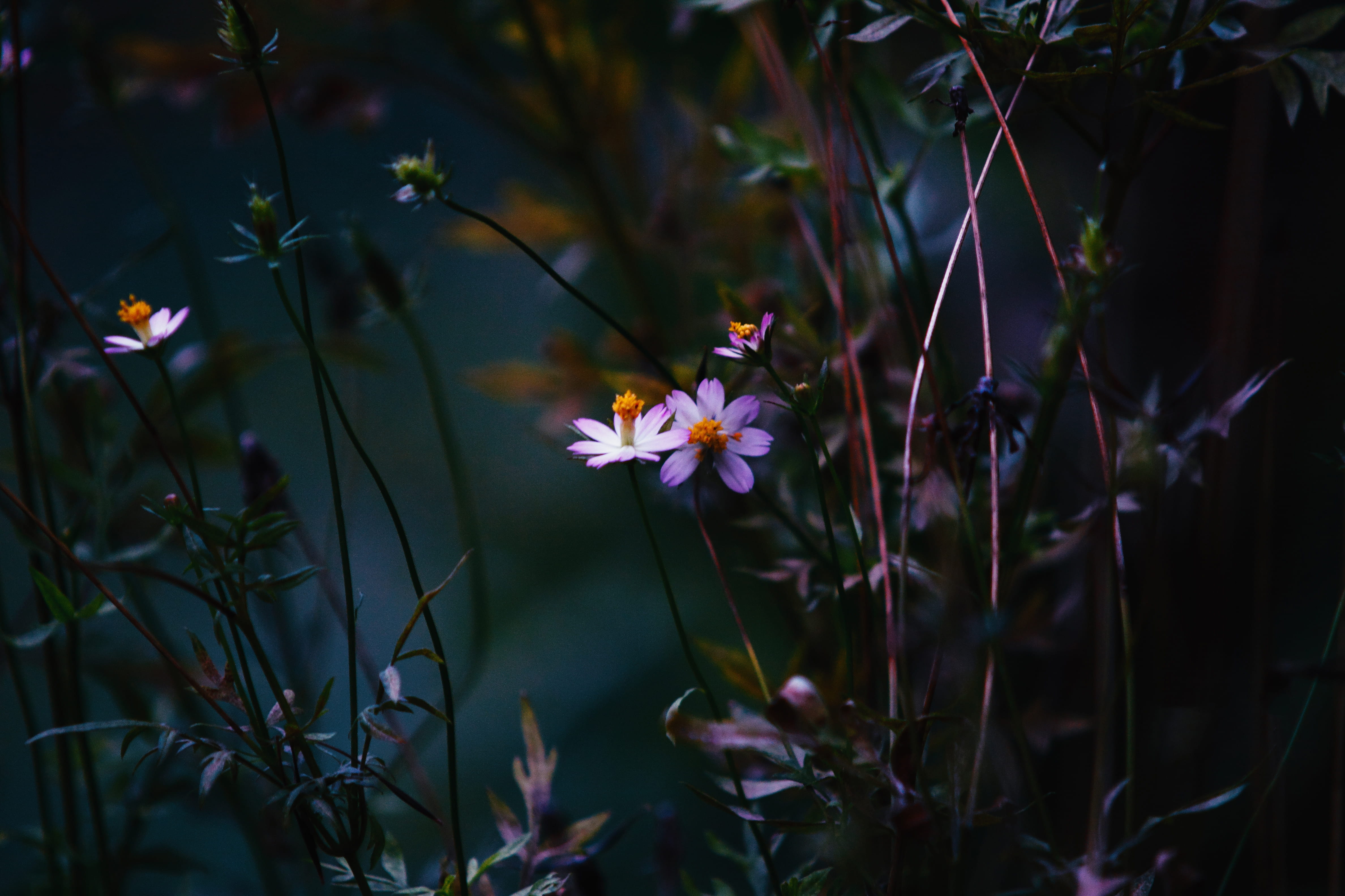 plant stem, freshness, garden, petals, focus on foreground, beauty in nature, land, growth, fragility, photography, botany, delicate, perennial, flowering plant, HD Wallpaper